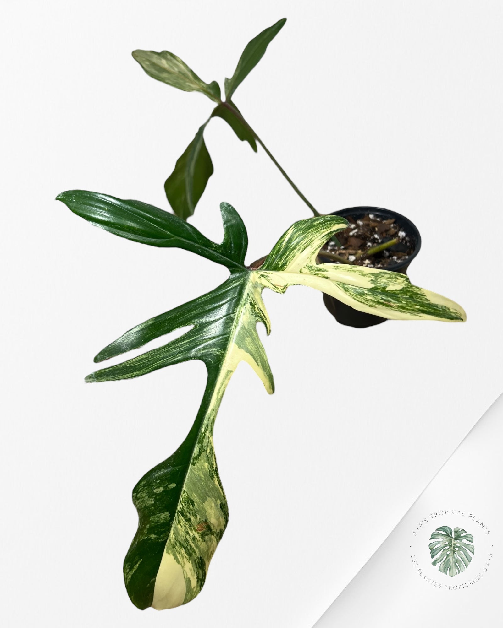 Philodendron Florida Beauty - ME4