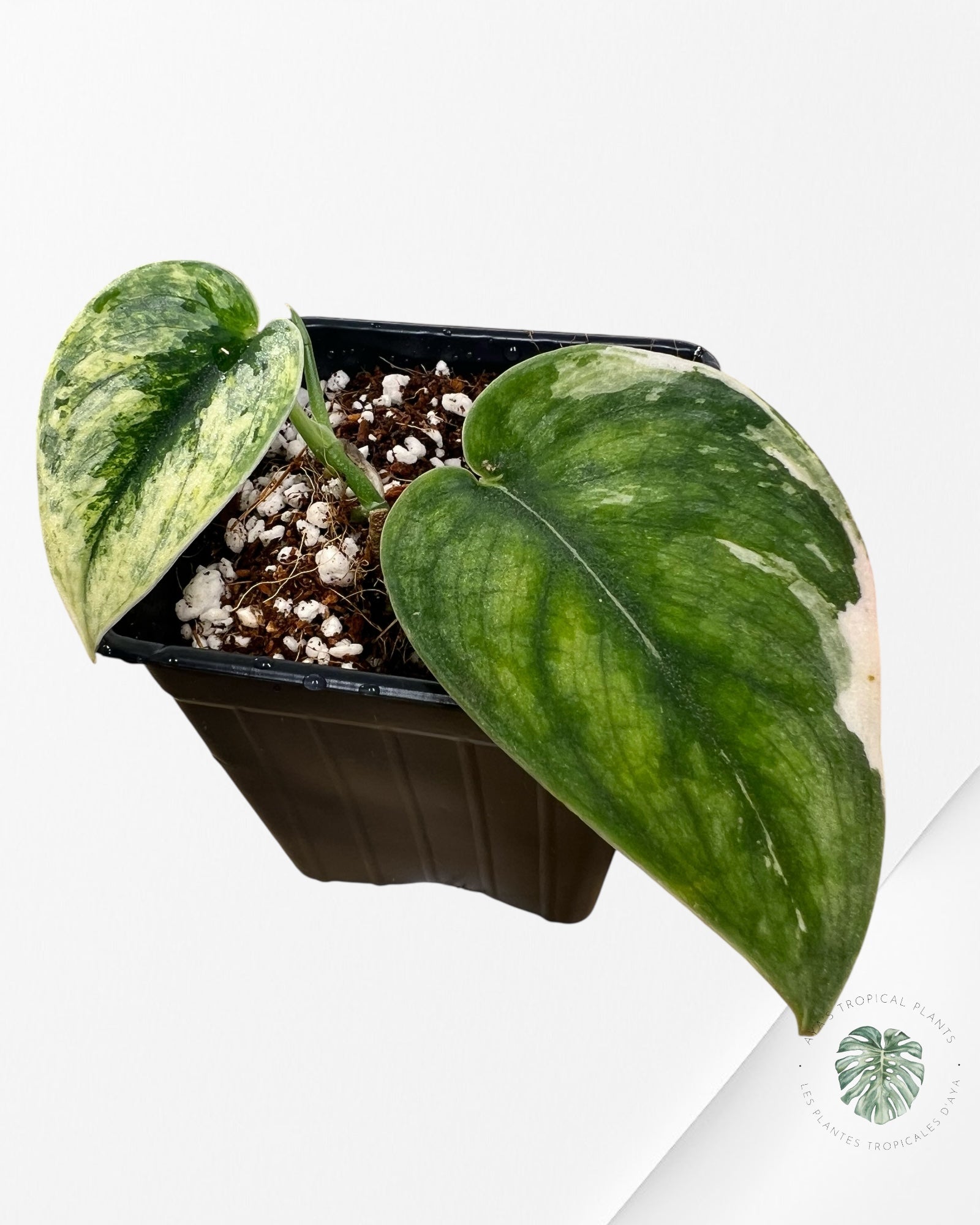 Scindapsus Sparklin Borneo - P100