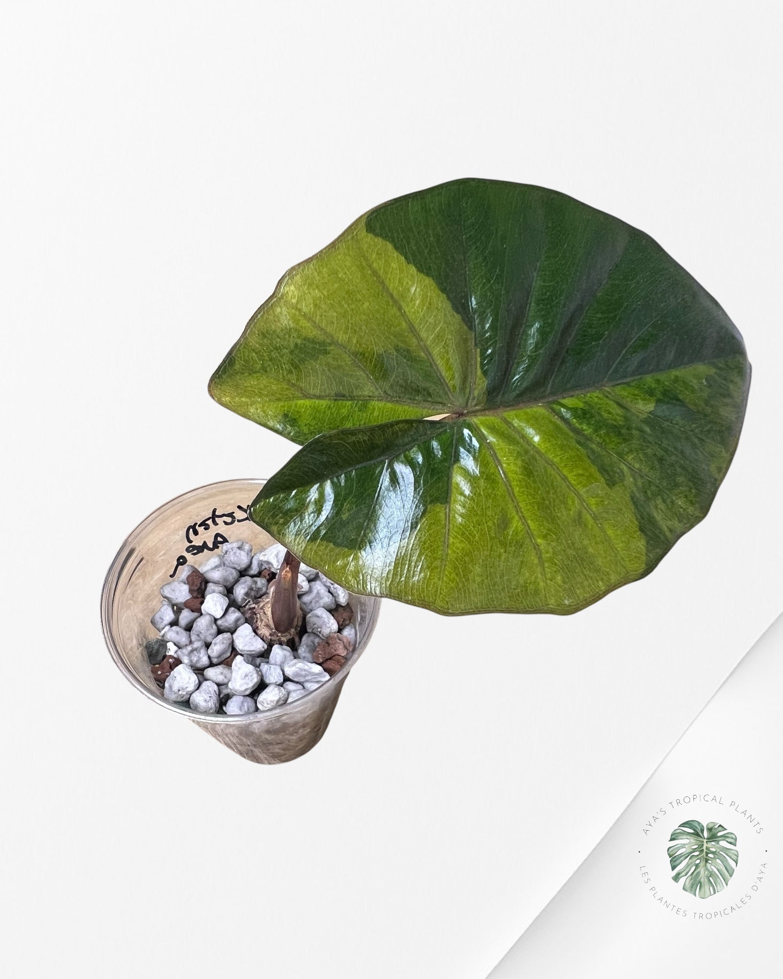 Alocasia Yucatan Aurea - 6