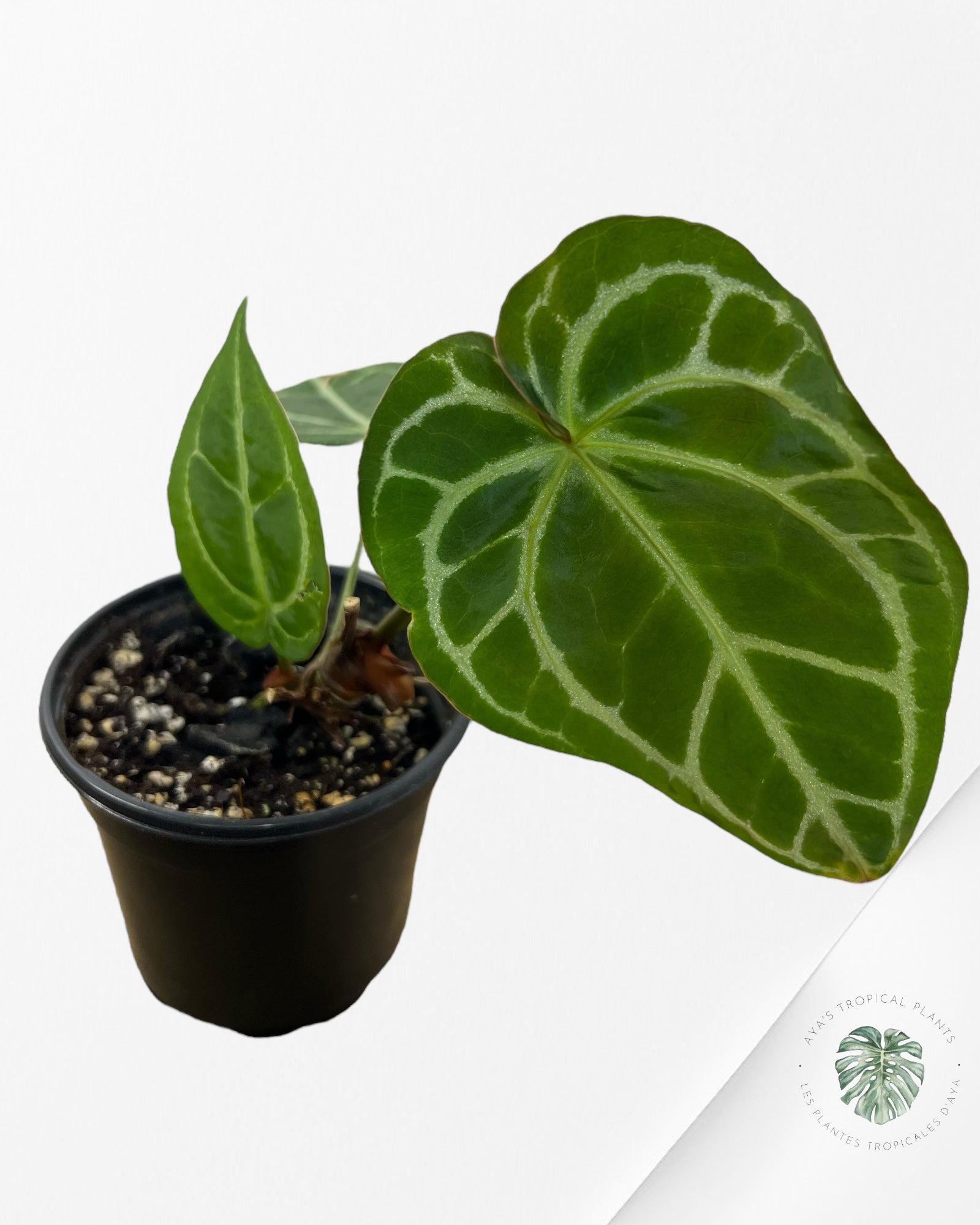 Anthurium Michelle - SA7