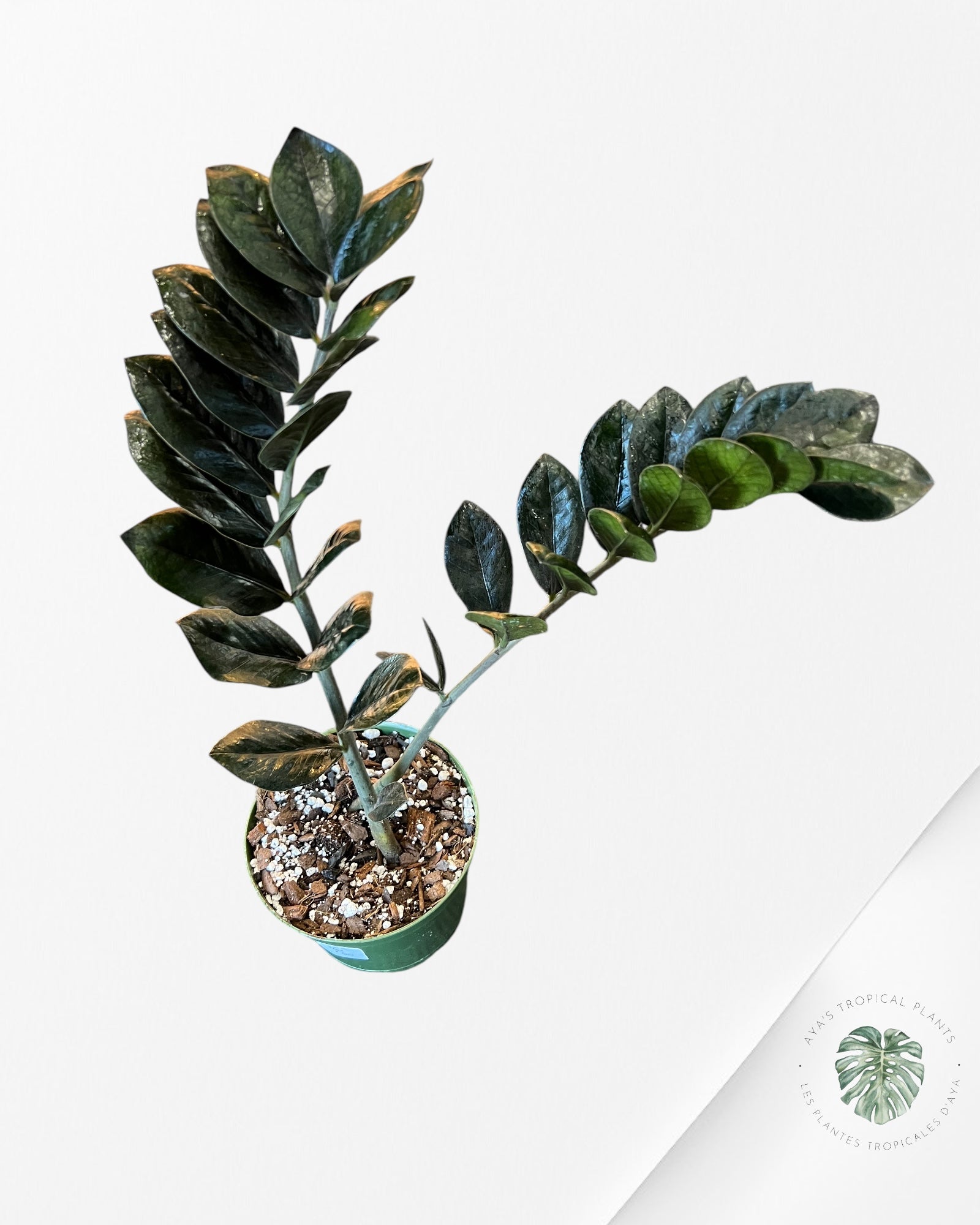 ZZ Nova Star  Zamioculcas Zamiifolia -CC