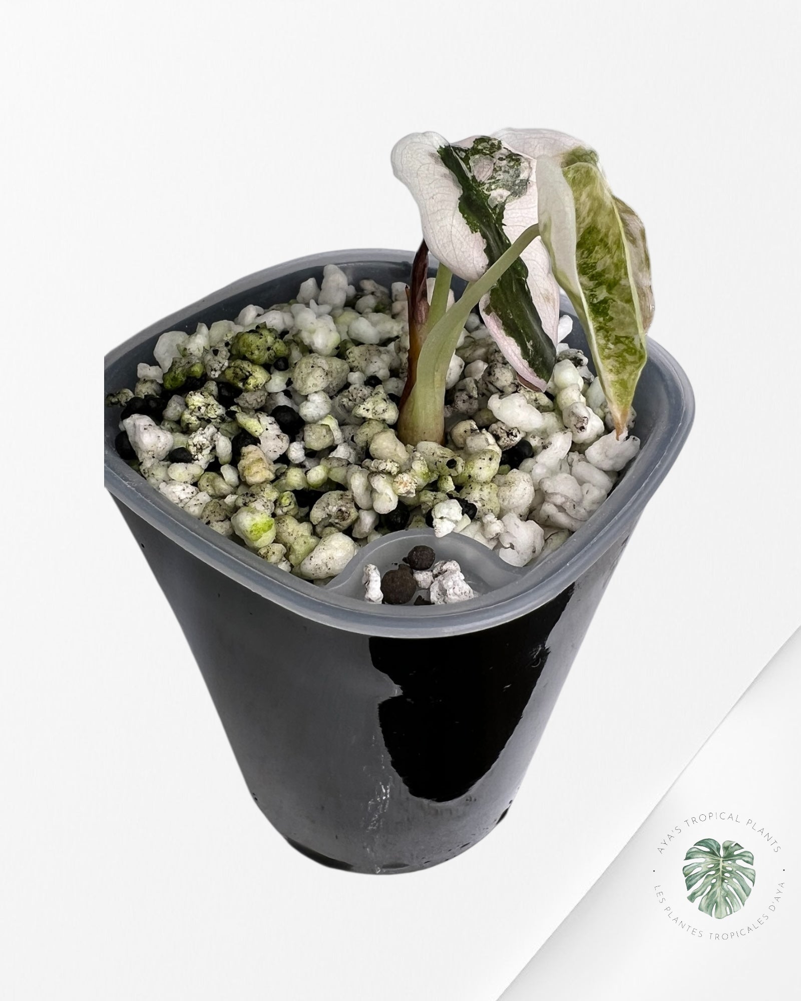 Alocasia Cuprea Pink Albo panaché