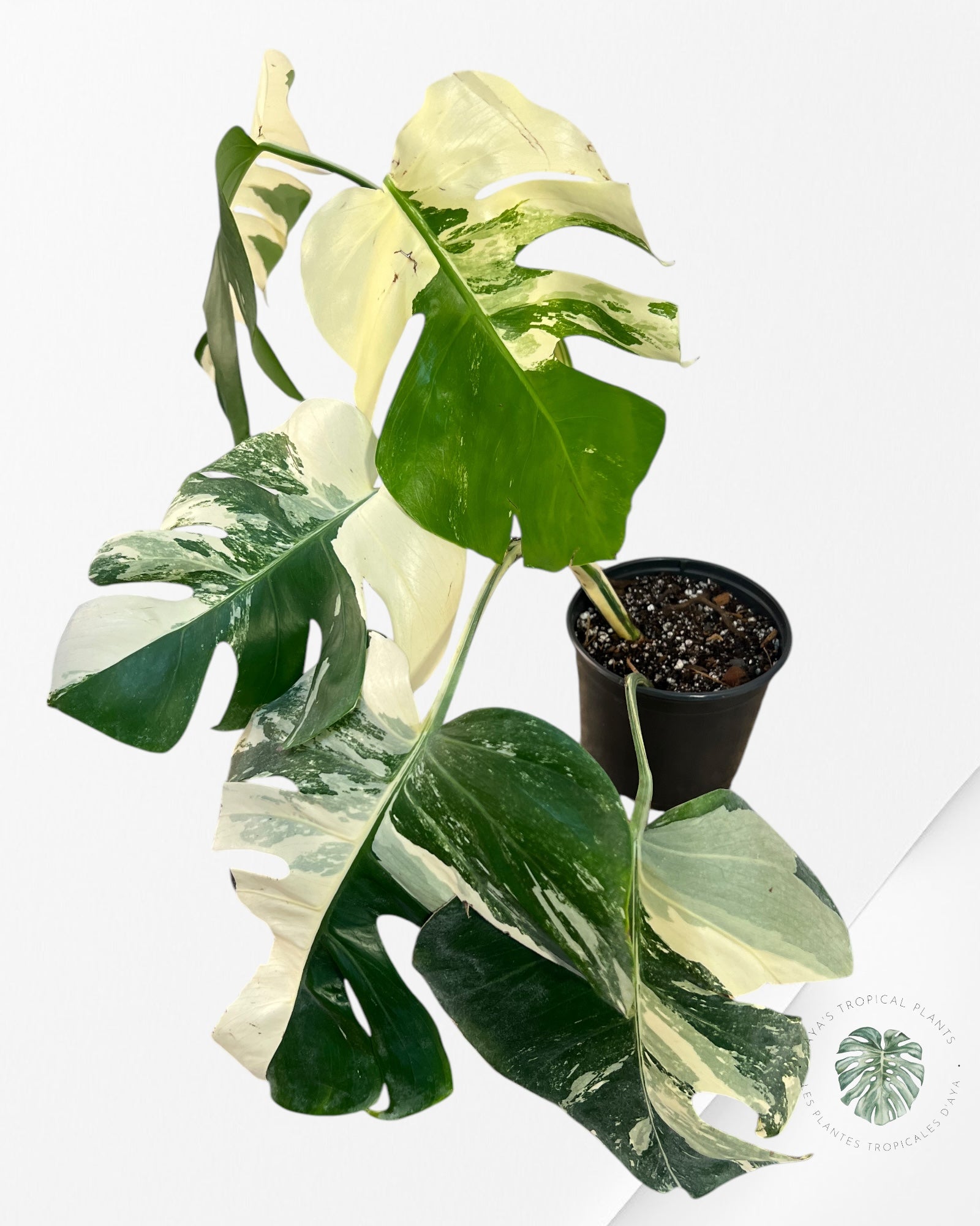 Monstera Borsigiana Albo-JA25