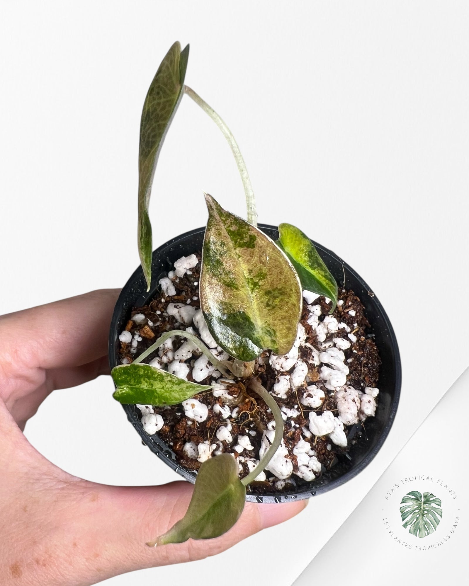 Alocasia Bambino Variegated (Aurea) - TC7