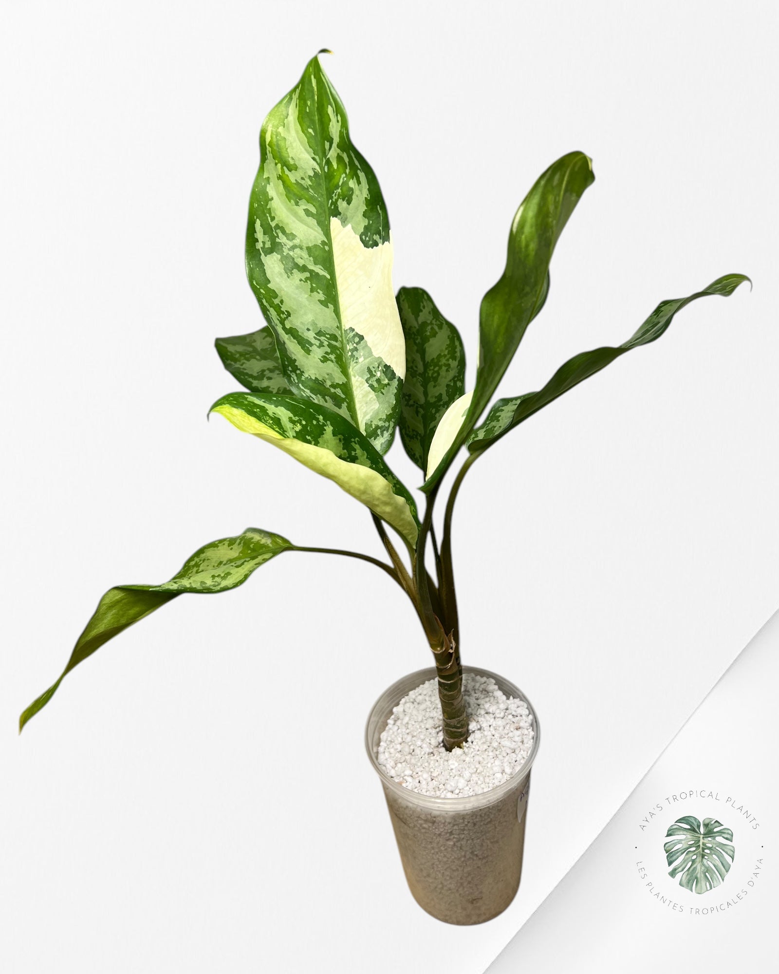 Aglaonema Manila Pride - AMP400