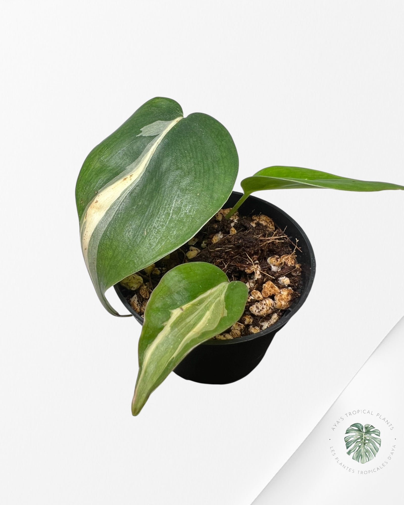 Philodendron Rio-2