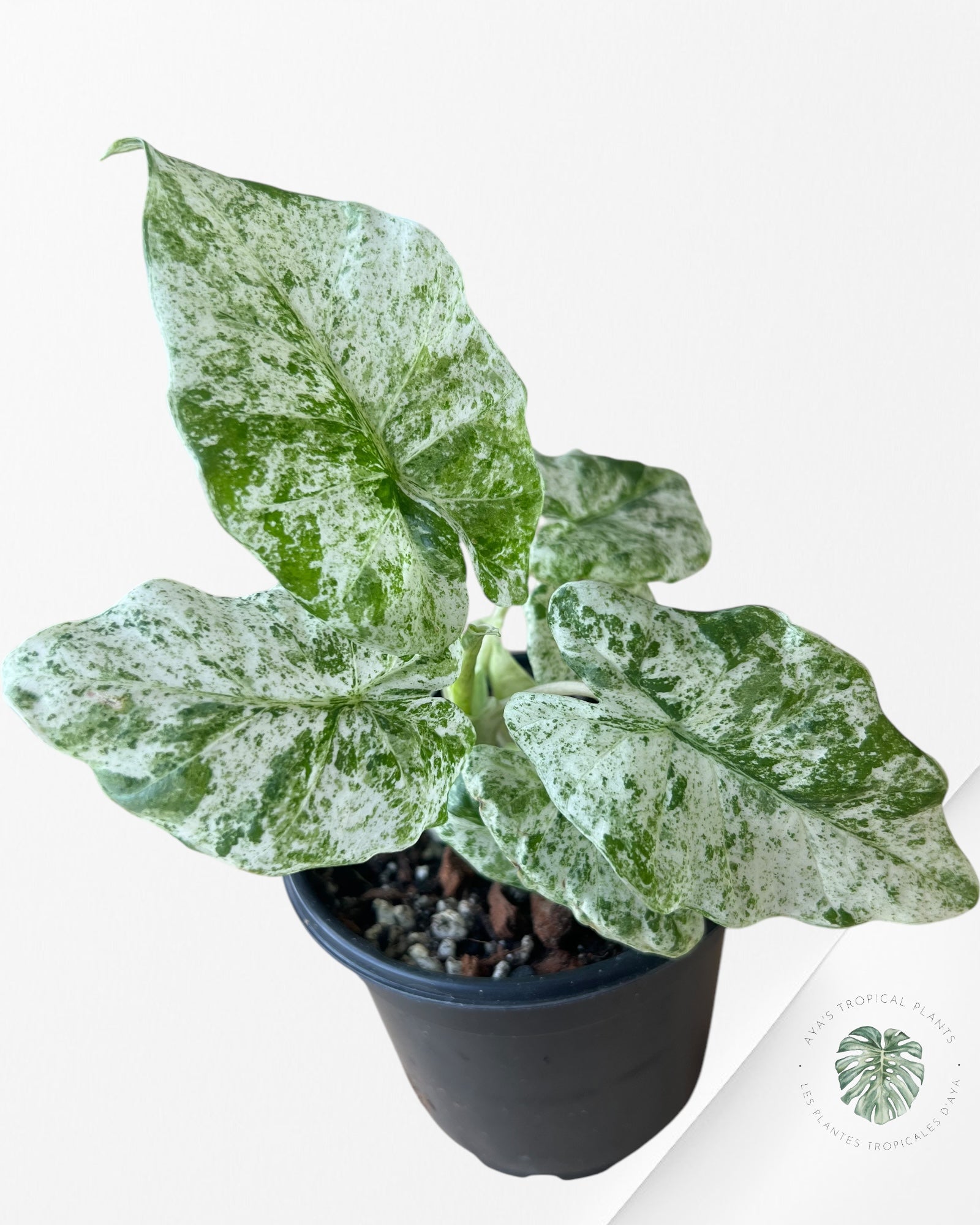 Alocasia macrorrhiza 'Camouflage'-F