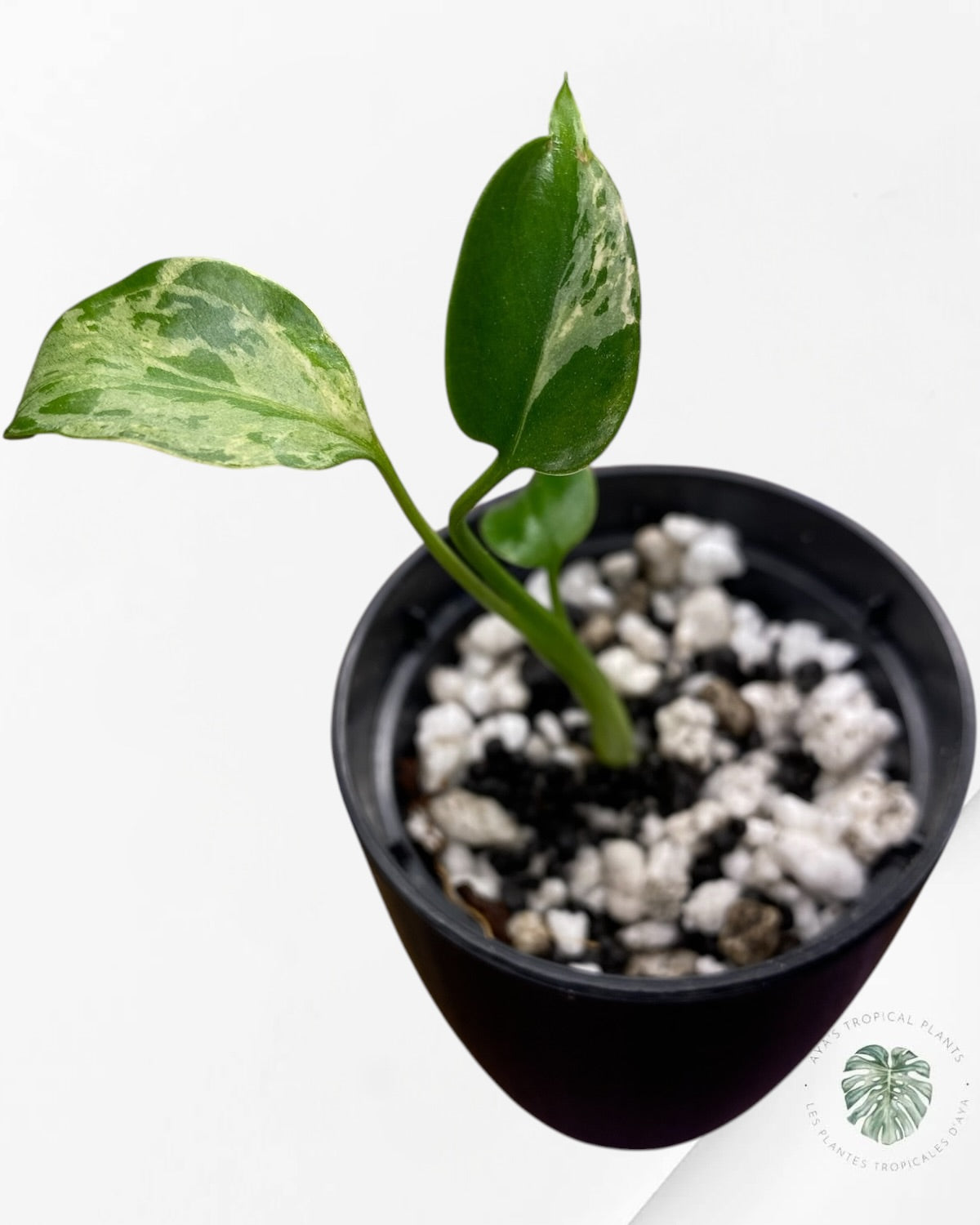 Monstera Deliciosa Bulbasaur