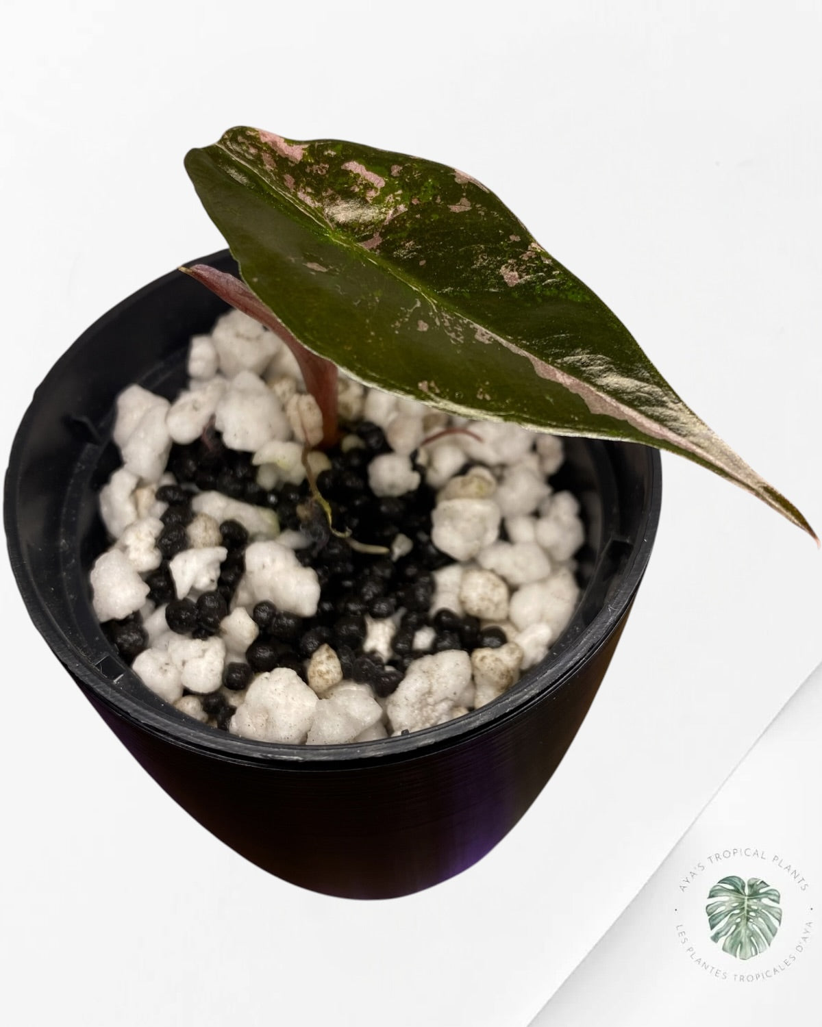 Alocasia Chantrieri panaché rose