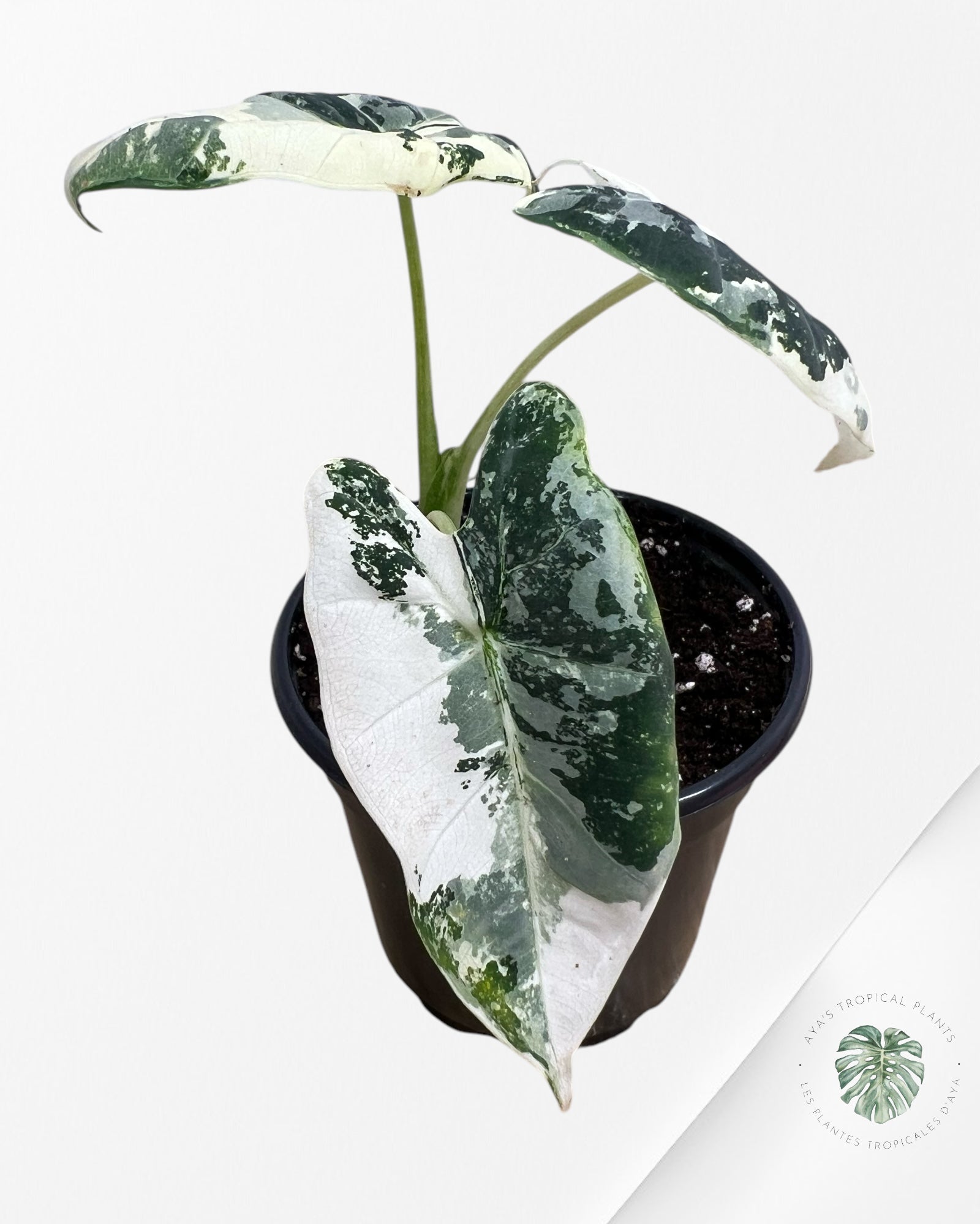 Alocasia Frydek Variaté 0332