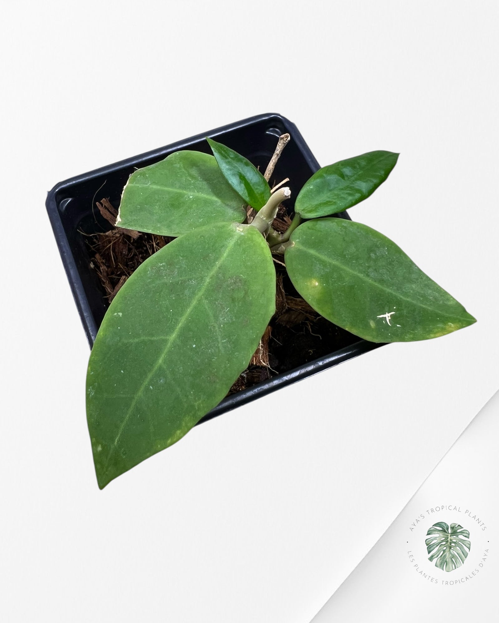 Hoya Patricia - F22