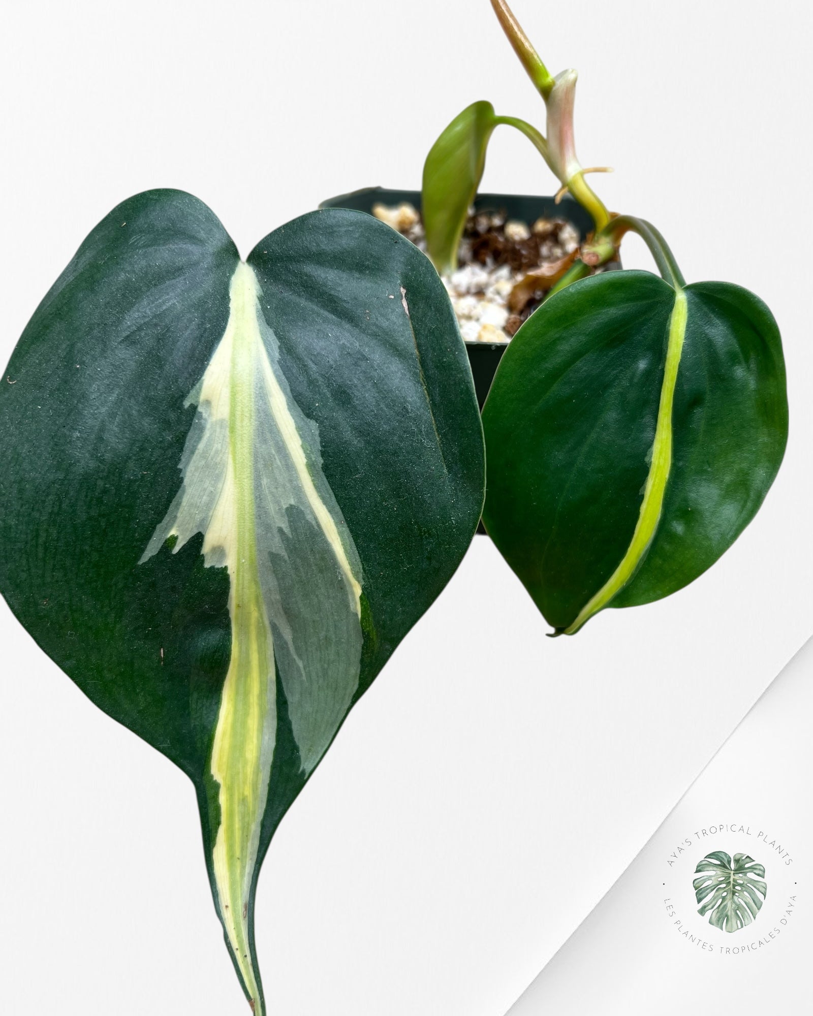 Philodendron Silver Stripes -E