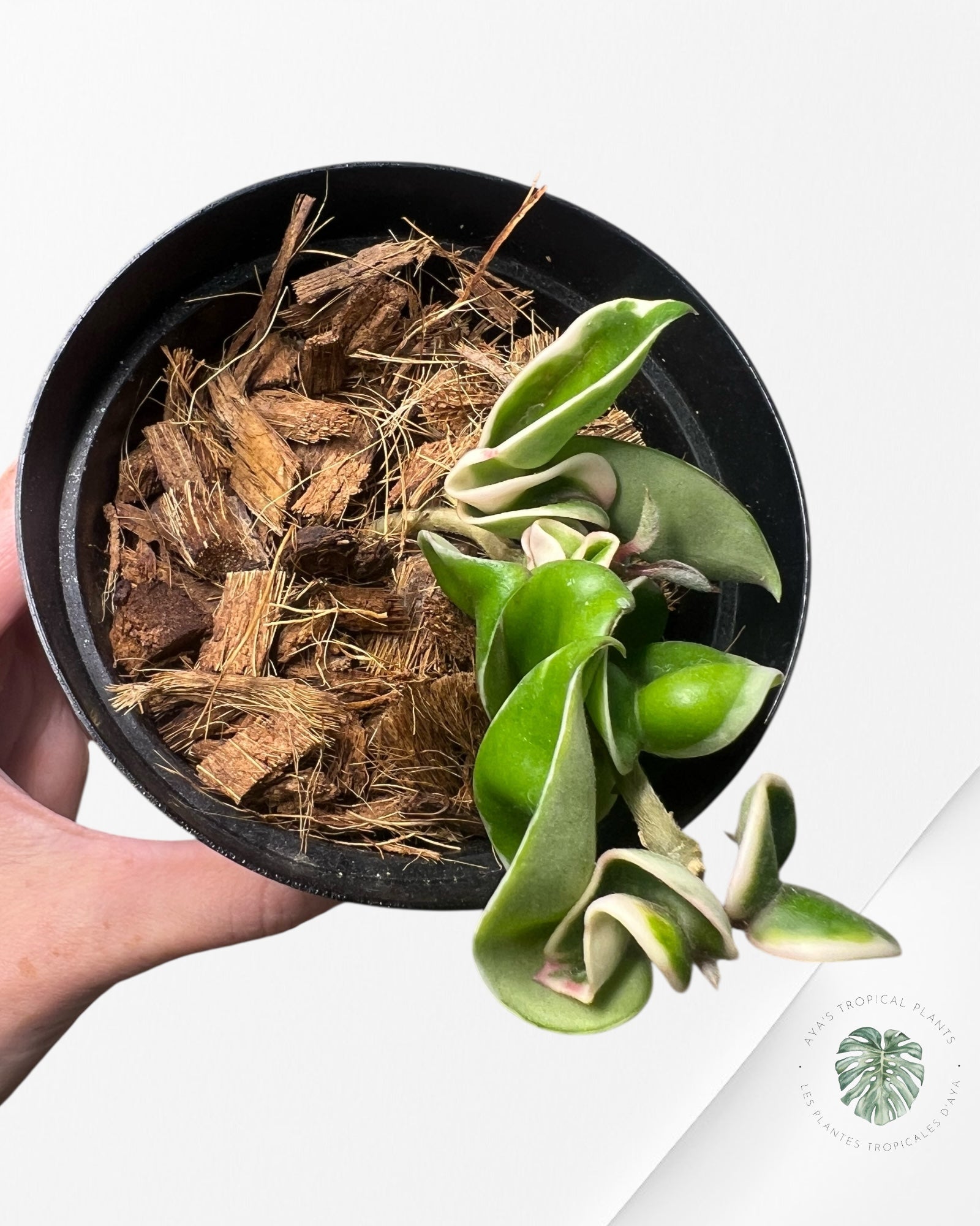Hoya Carnosa Compacta (Outer variegation) - G
