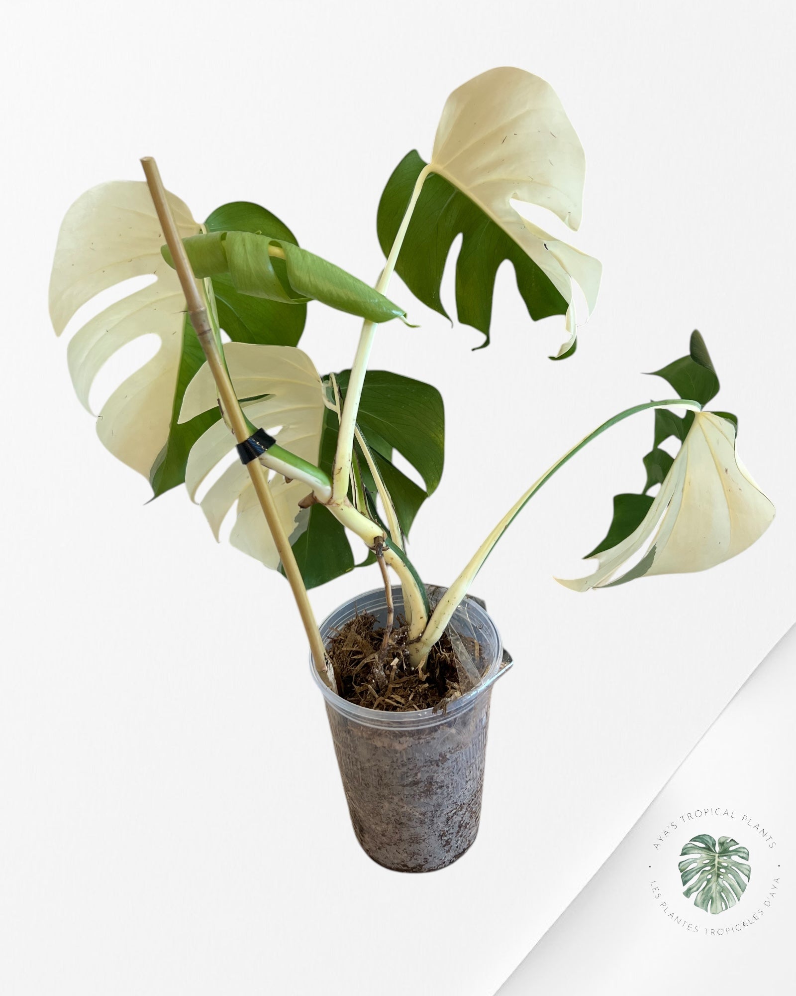 Monstera Borsigiana Albo-JA12