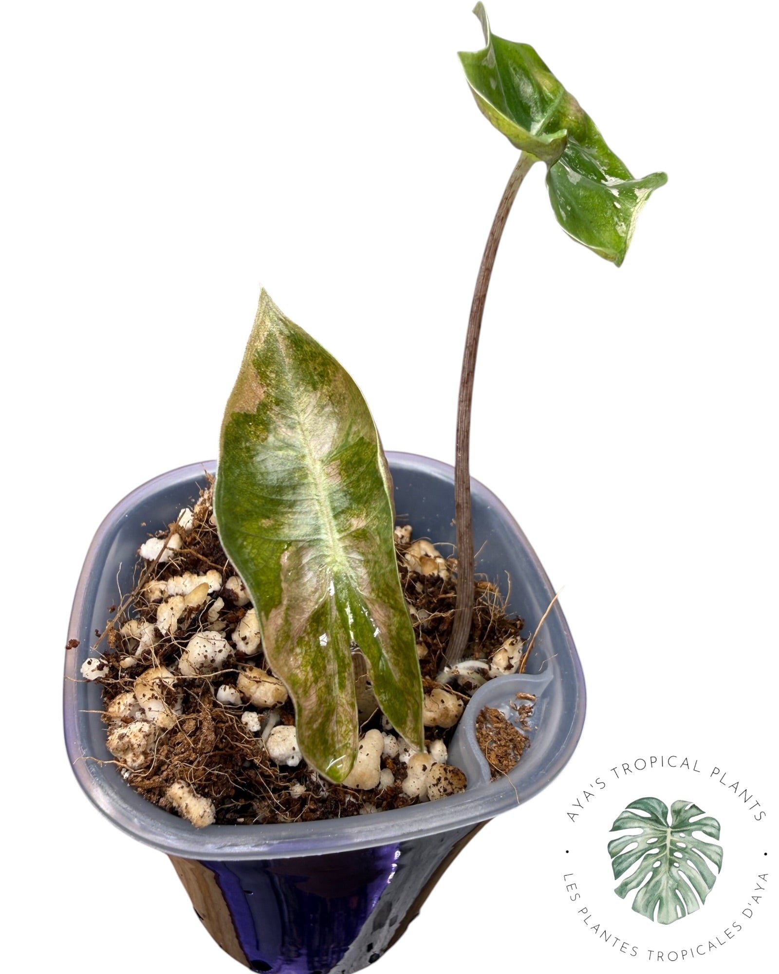 Alocasia Pseudo Sanderiana Pink