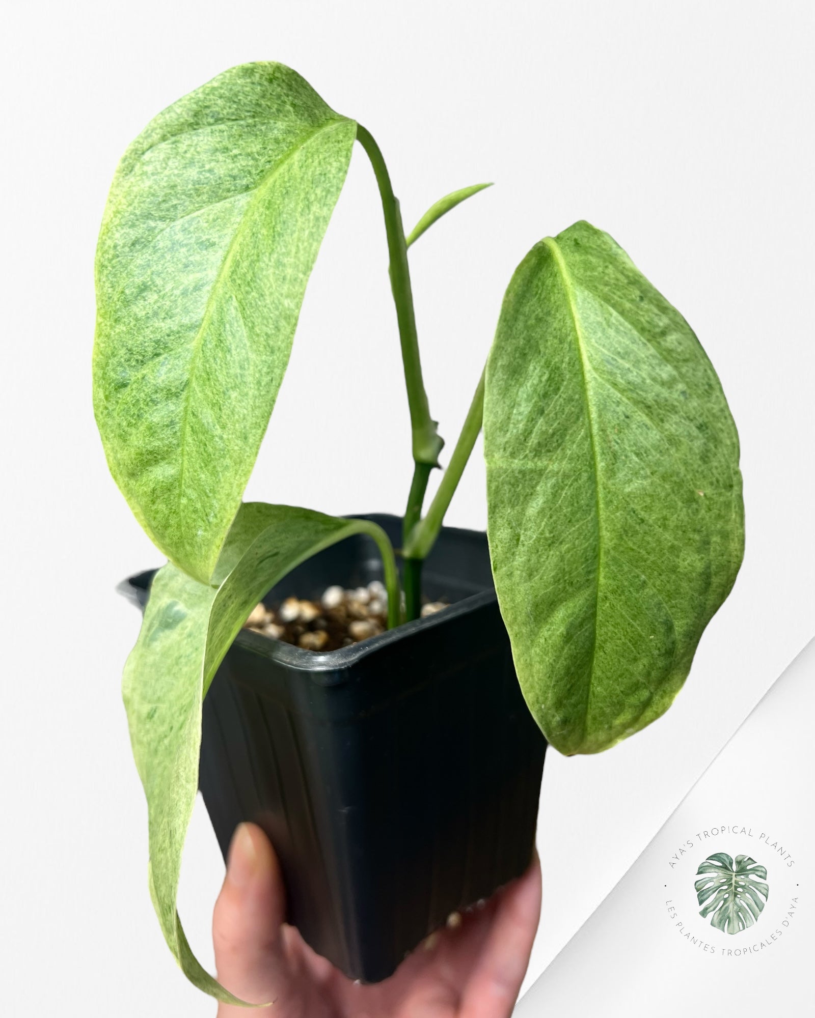 Monstera Laniata mint - 3