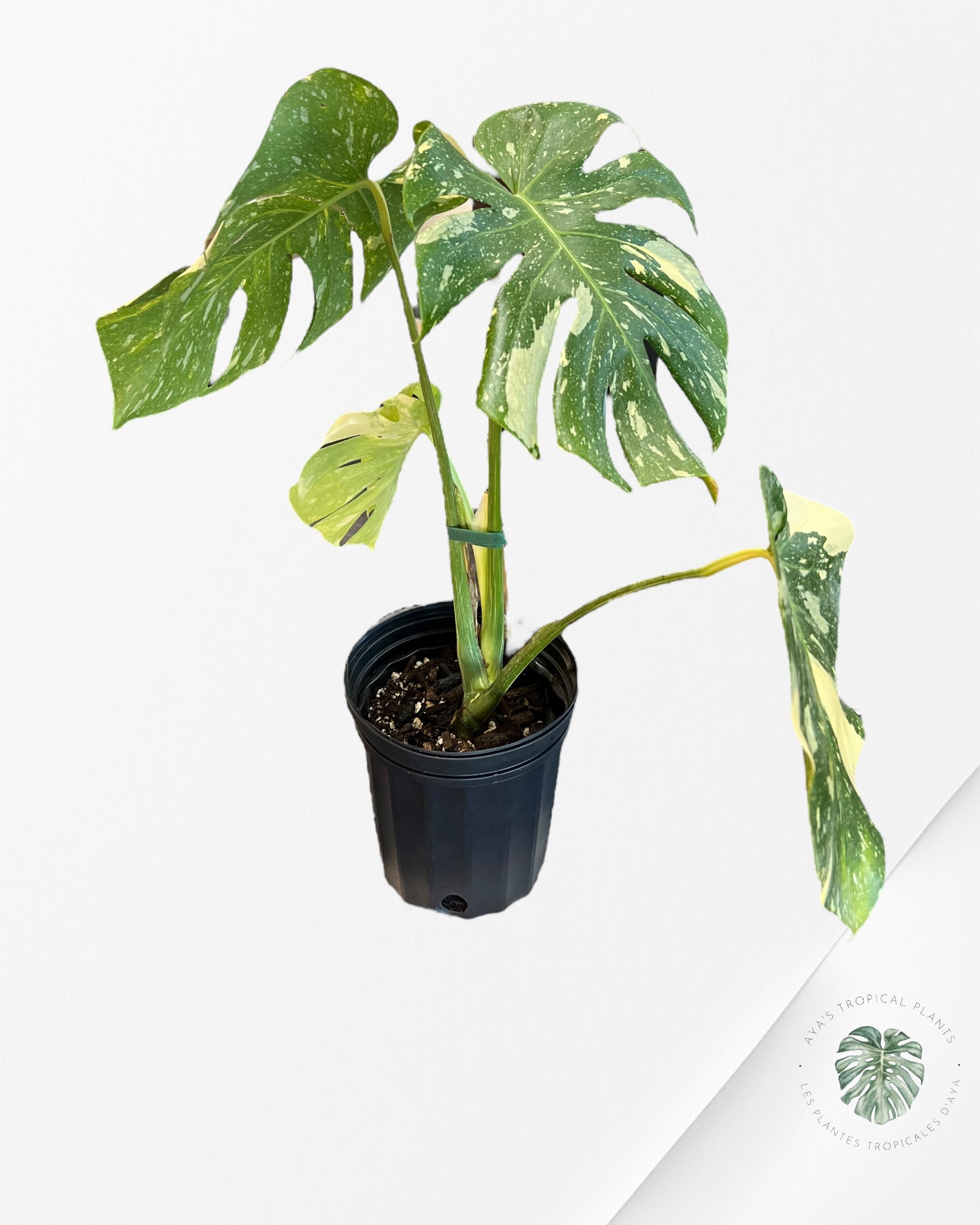 Monstera Thai Constellation - XL 09