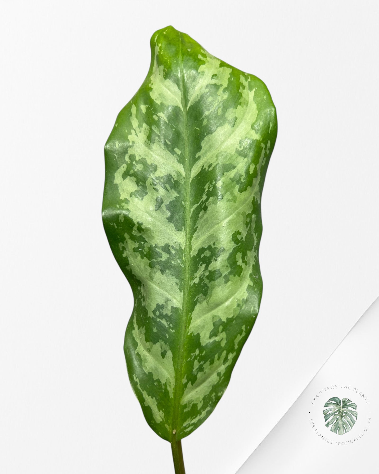 Aglaonema Manille Fierté - AMP100