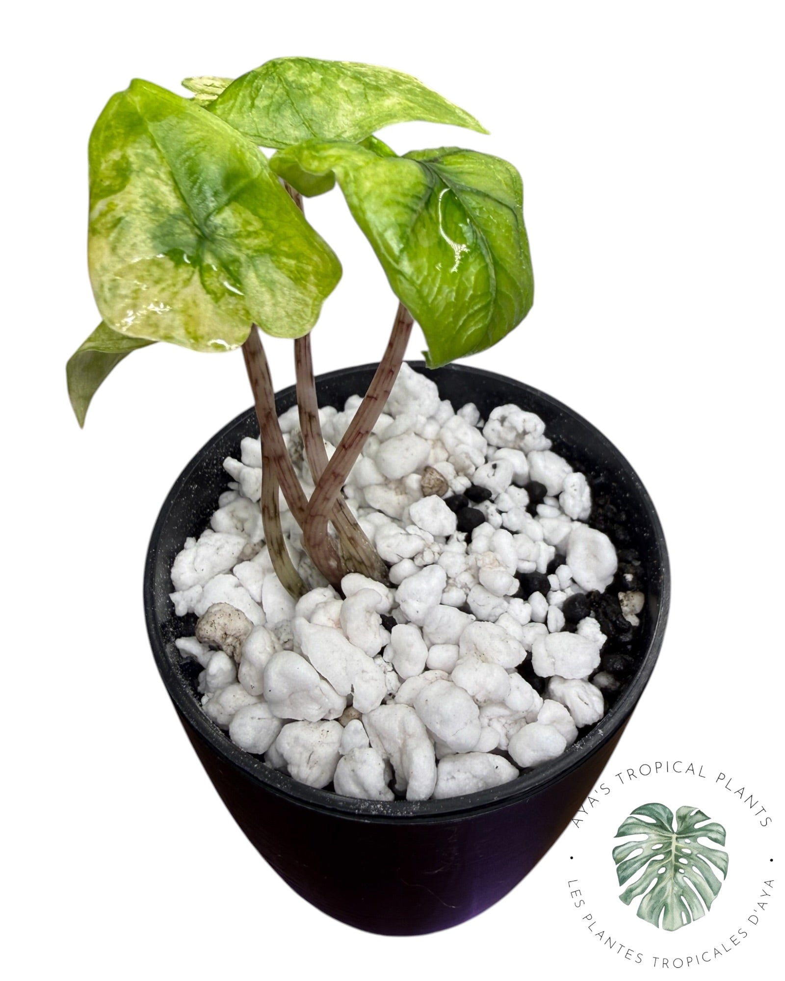Alocasia Jacklyn Variegated (Grade A)