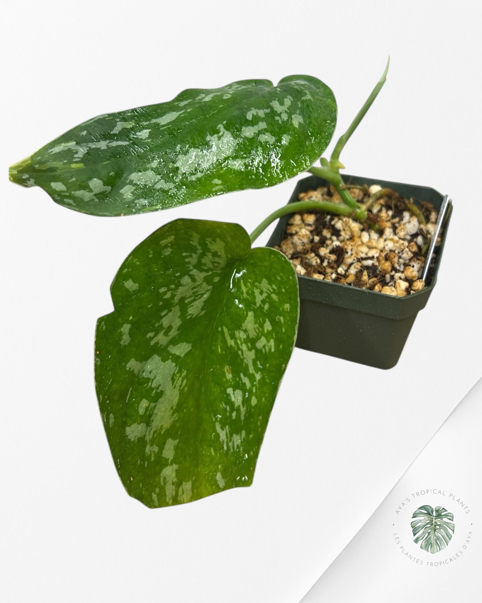 Scindapsus Baticon - P35