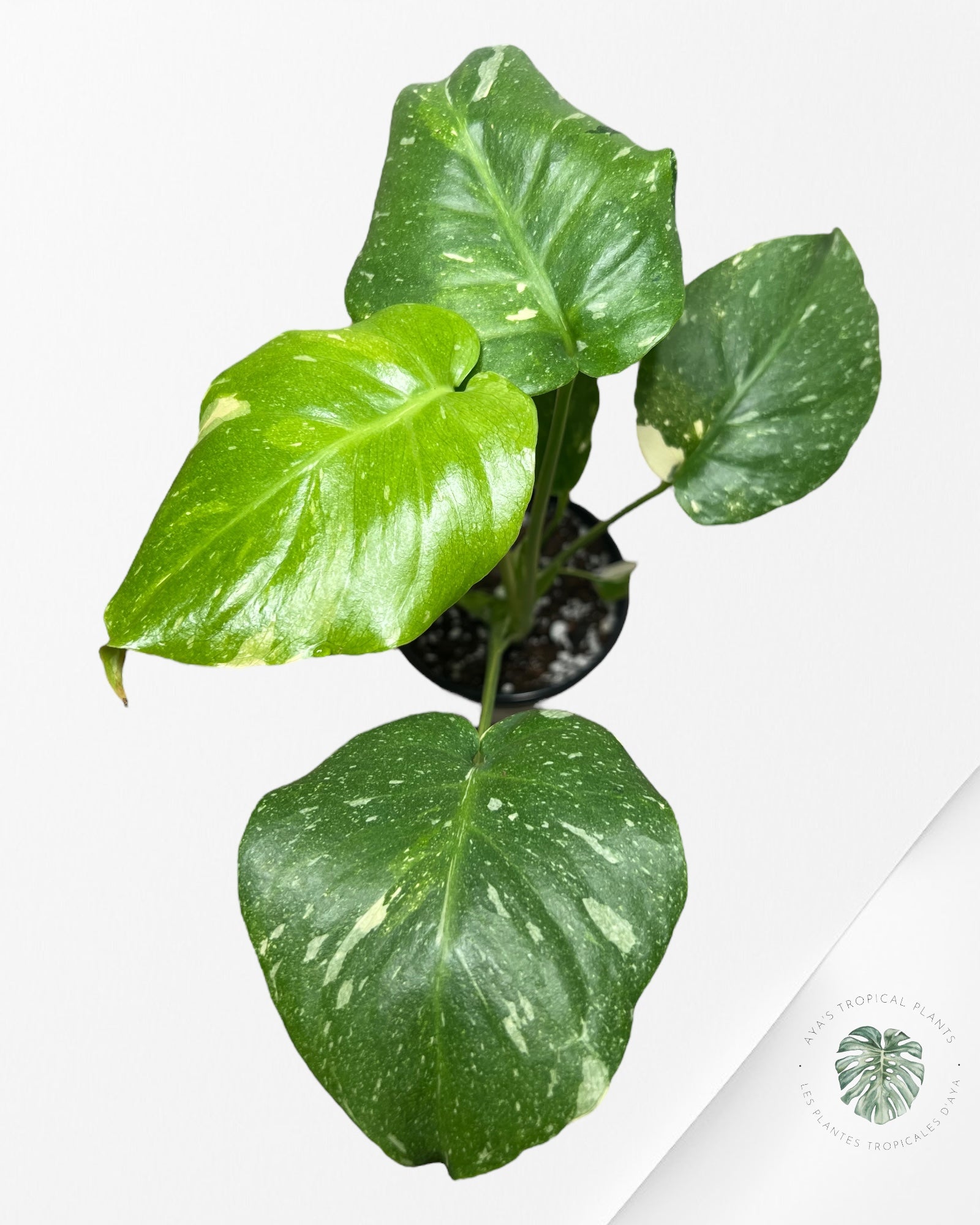 Monstera Thai Constellation-MTC15