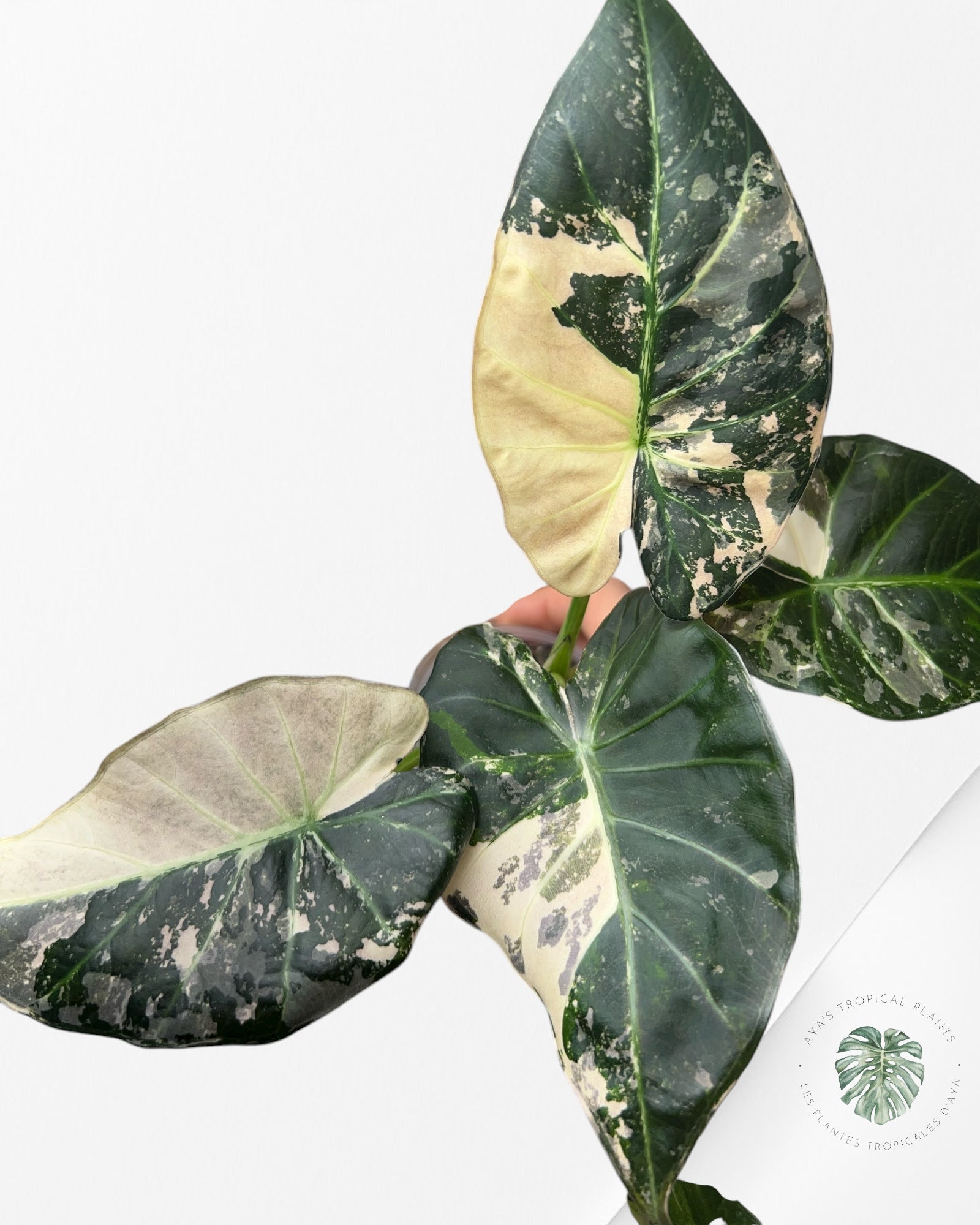 Alocasia Regal Shield Albo - 2