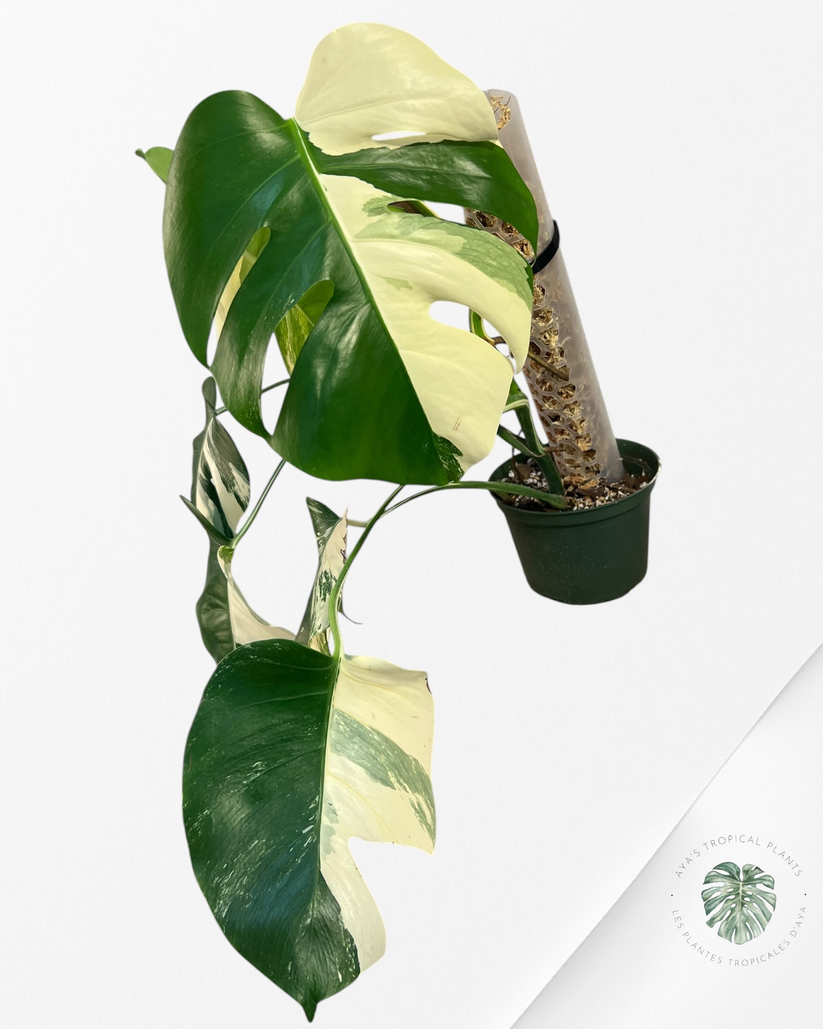 Monstera Borsigiana Albo-JA17