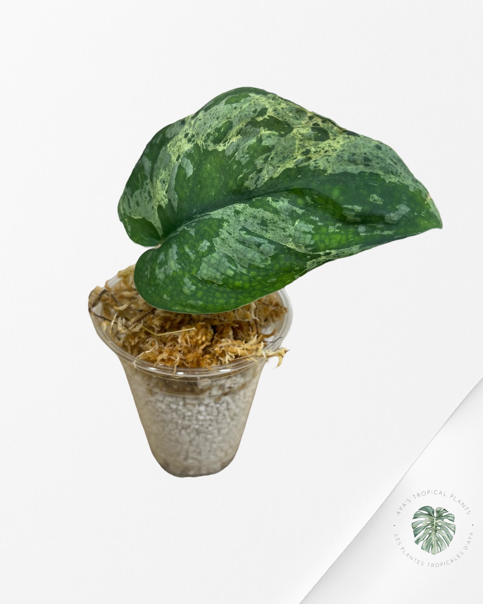 Scindapsus Exotica Mejile - MP1