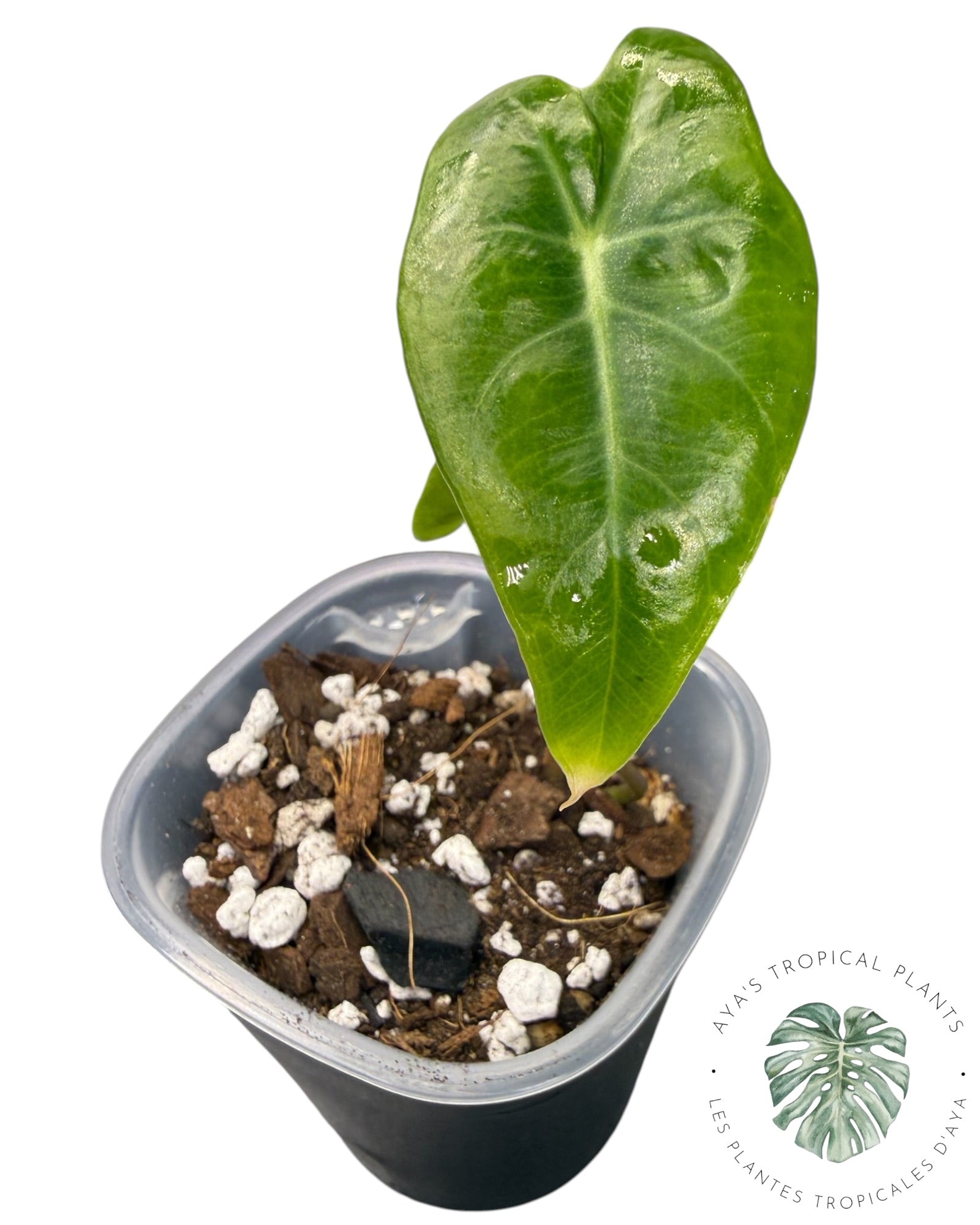Alocasia Black Satun Pink Bone