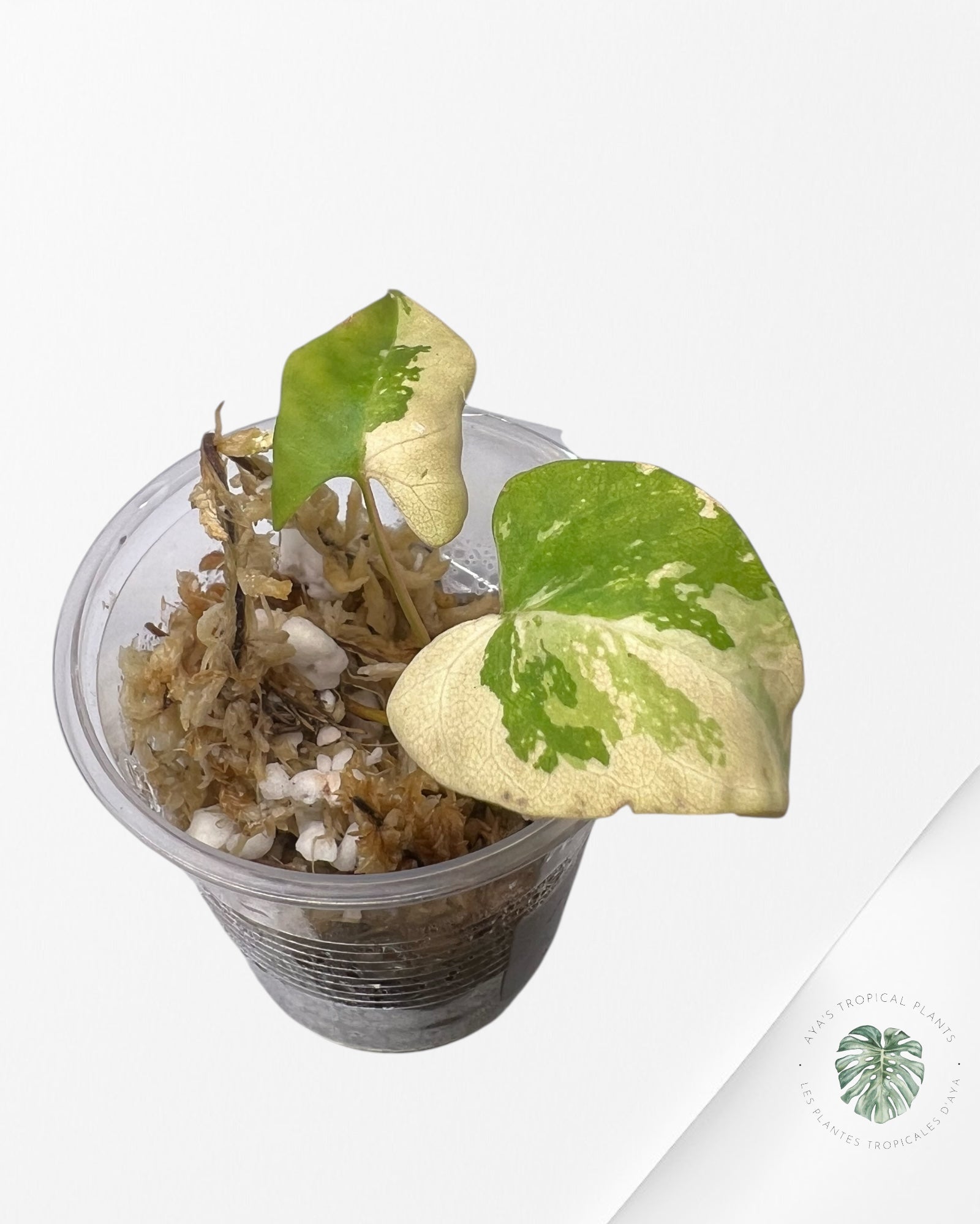 Fallopia multiflora Variegated - 62