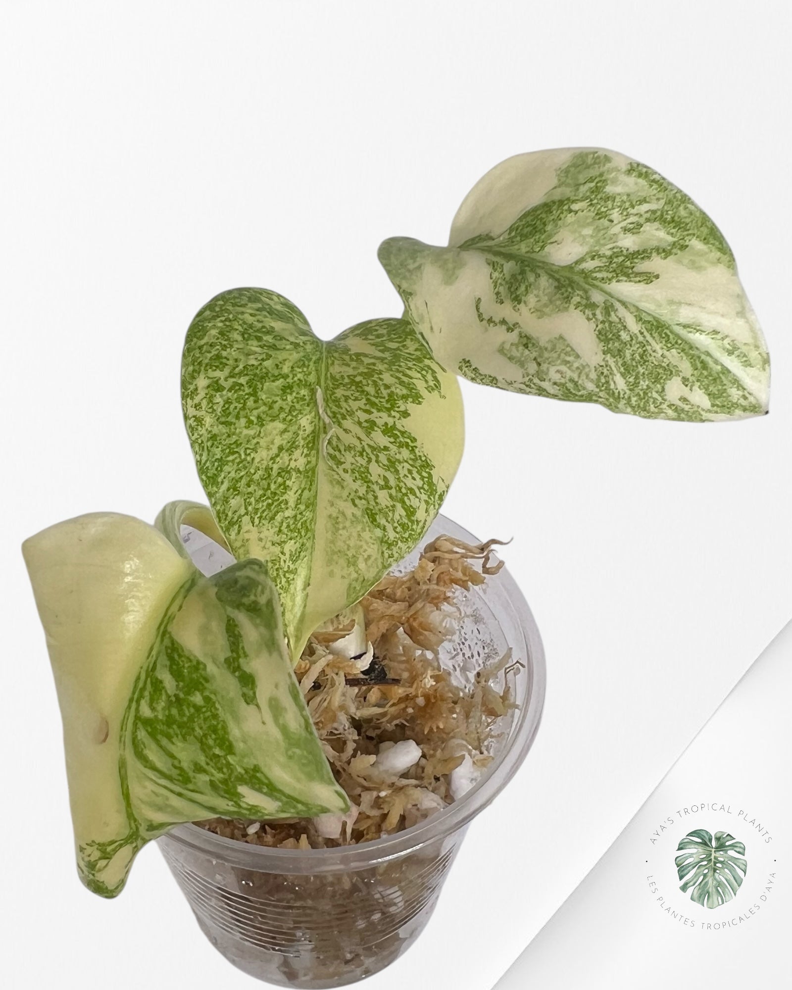 Monstera Thai Constellation Creme Brûlée (Grade A) - TC30