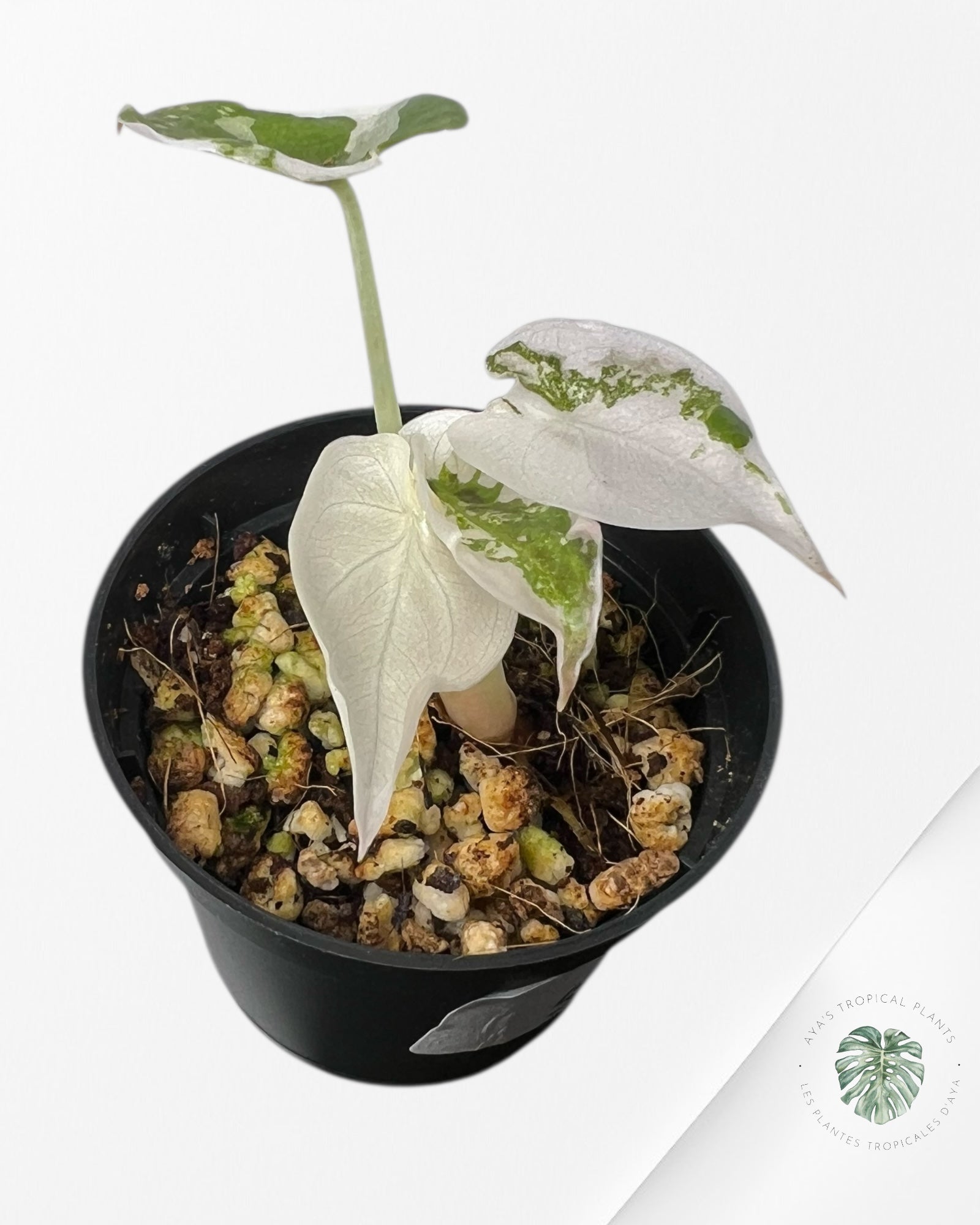 Alocasia Pseudo Sanderiana Albo/Rose - SA