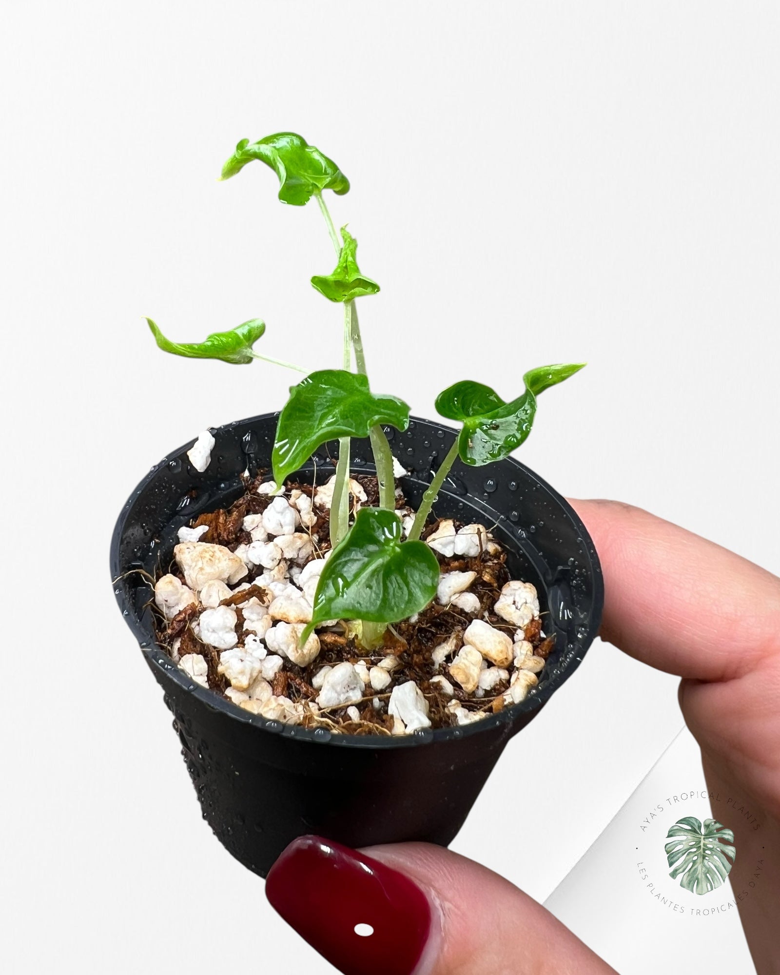 Alocasia Frydek ‘Tattoo’ - AF04