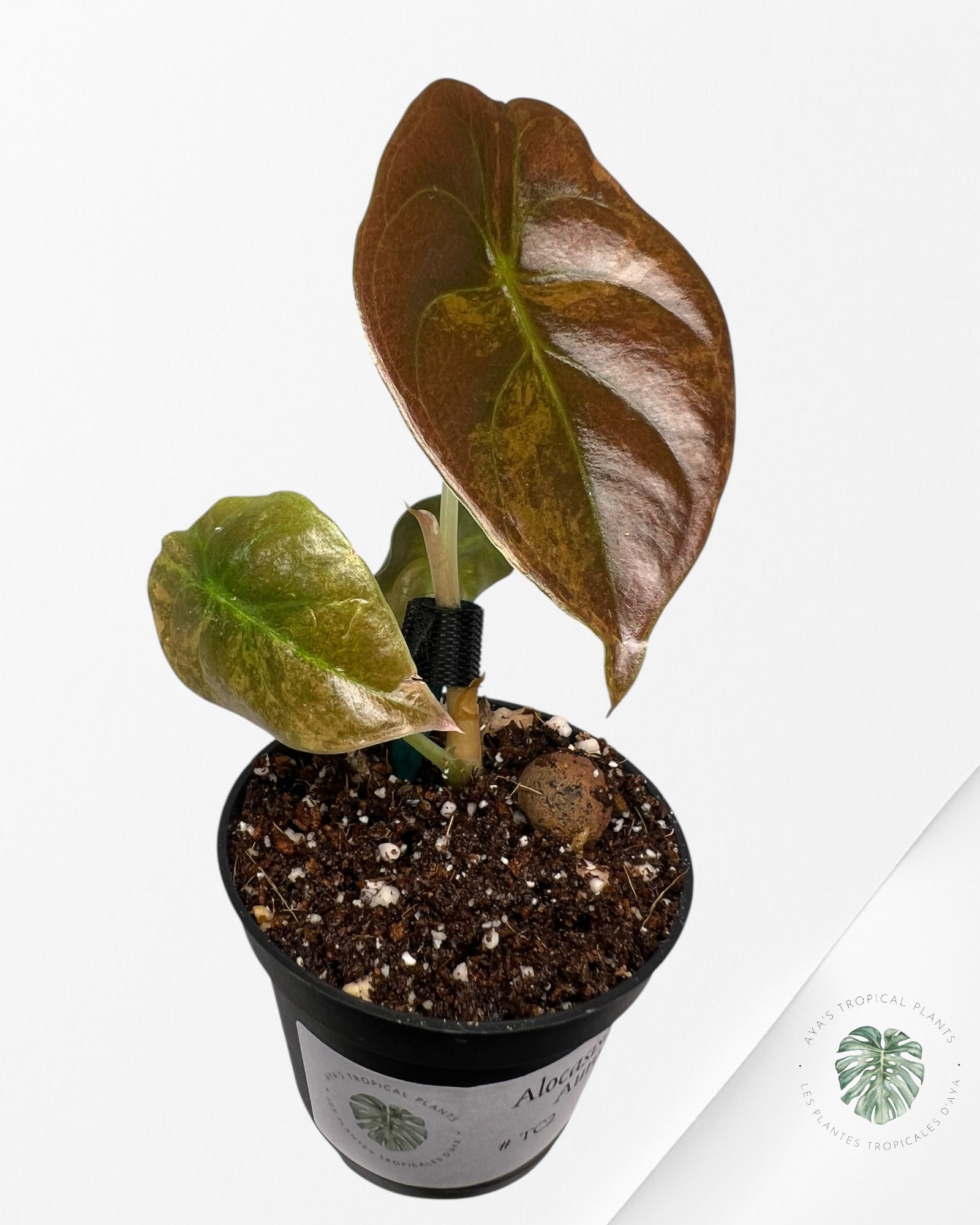 Alocasia Cuprea Variegated (Aurea) - TC2