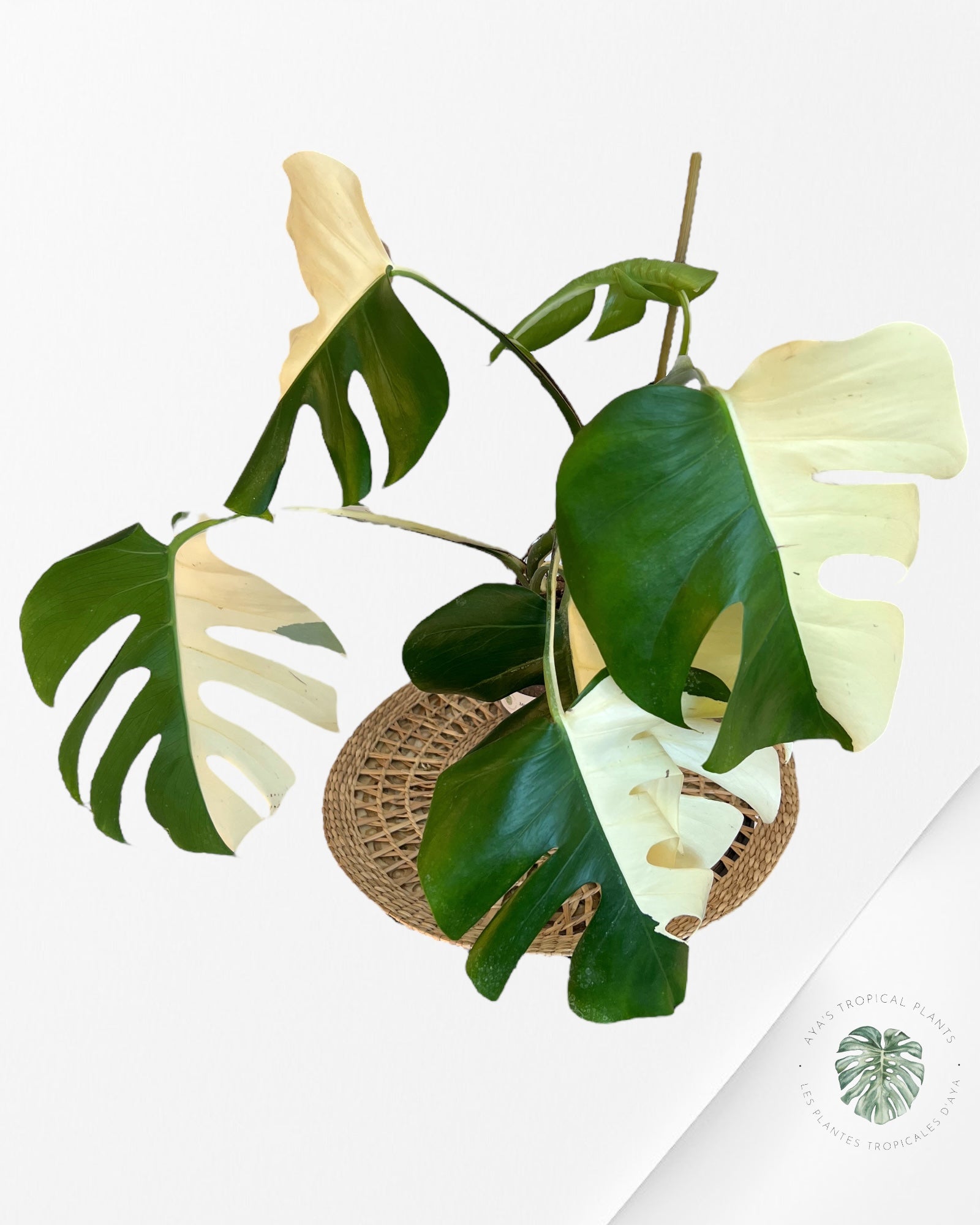 Monstera Borsigiana Albo-JA12