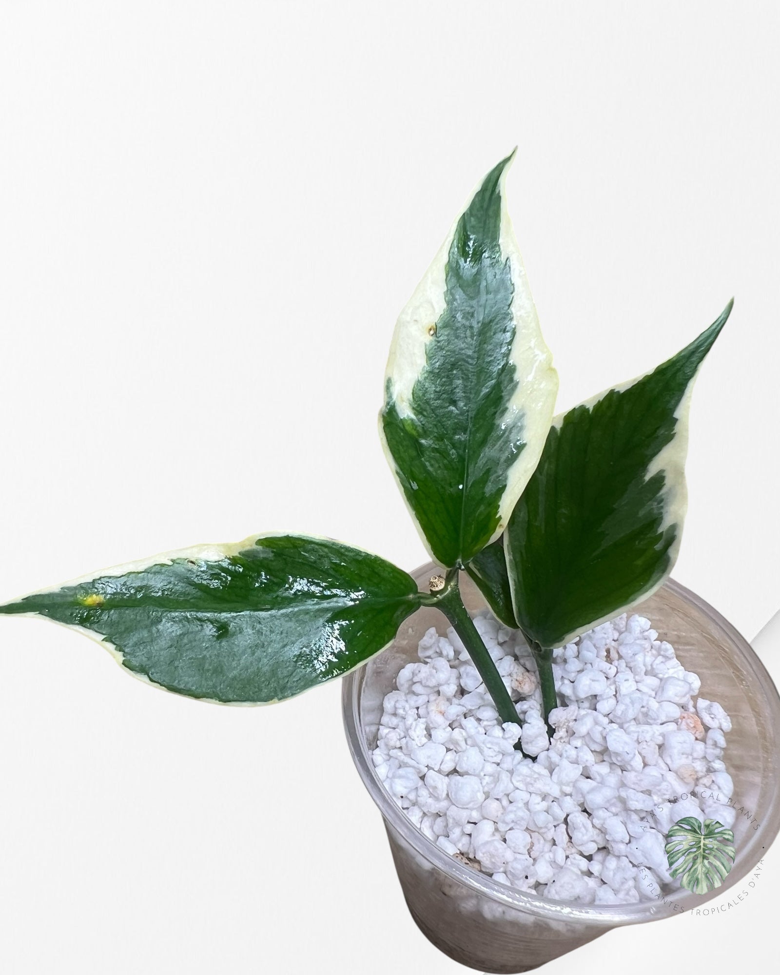 Hoya Polyneura Albo Variegated - HPC