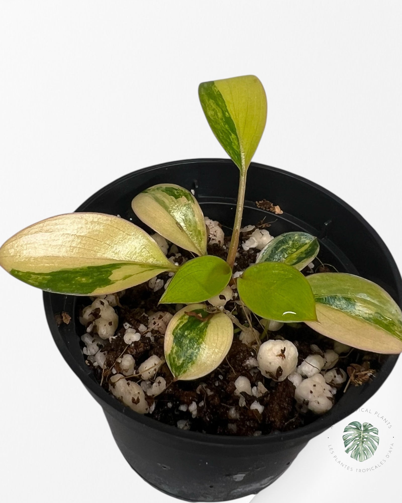 Philodendron Red Congo Variegata-TC4