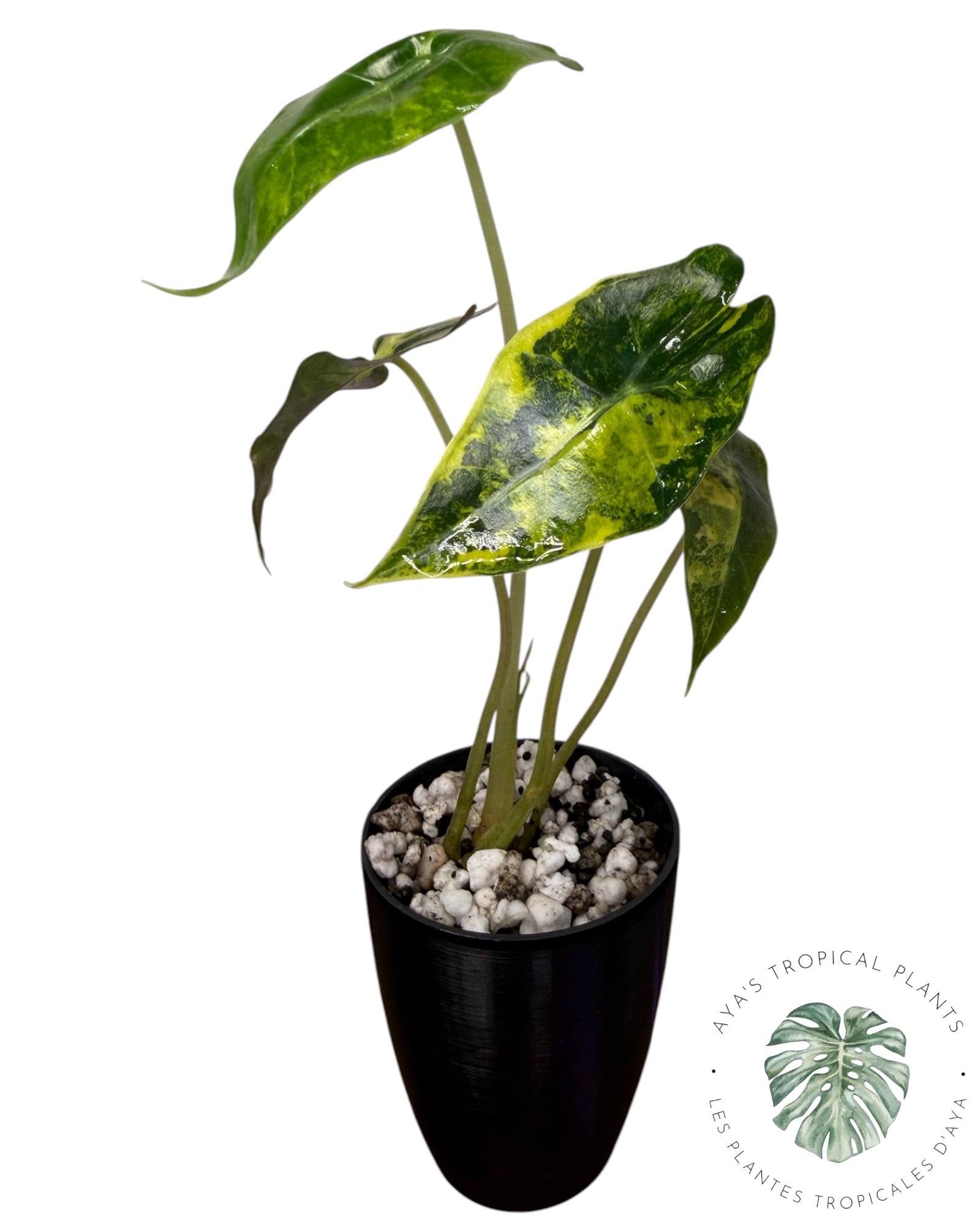 Alocasia Nobilis Aurea Variegated