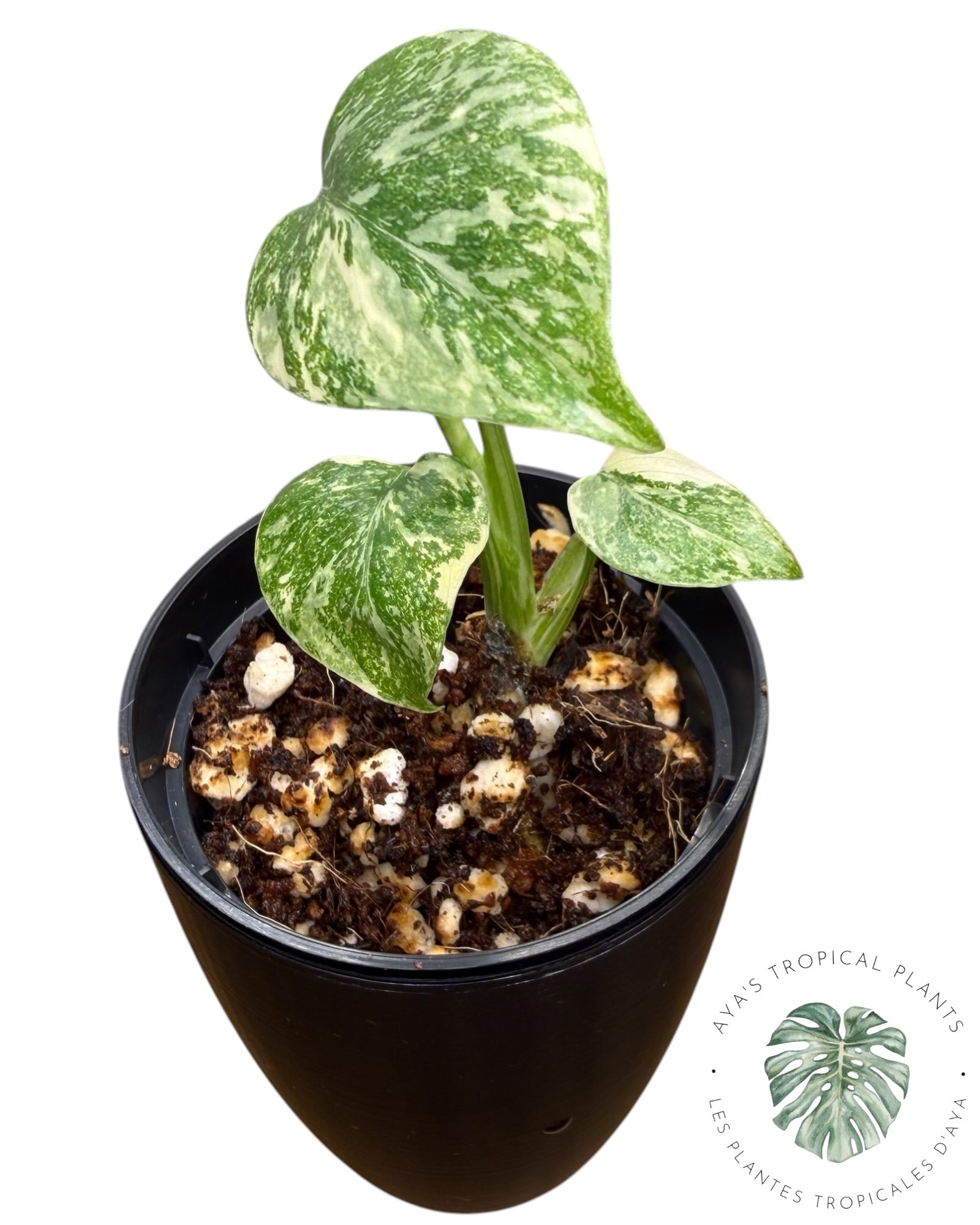 Monstera Thai Platinum