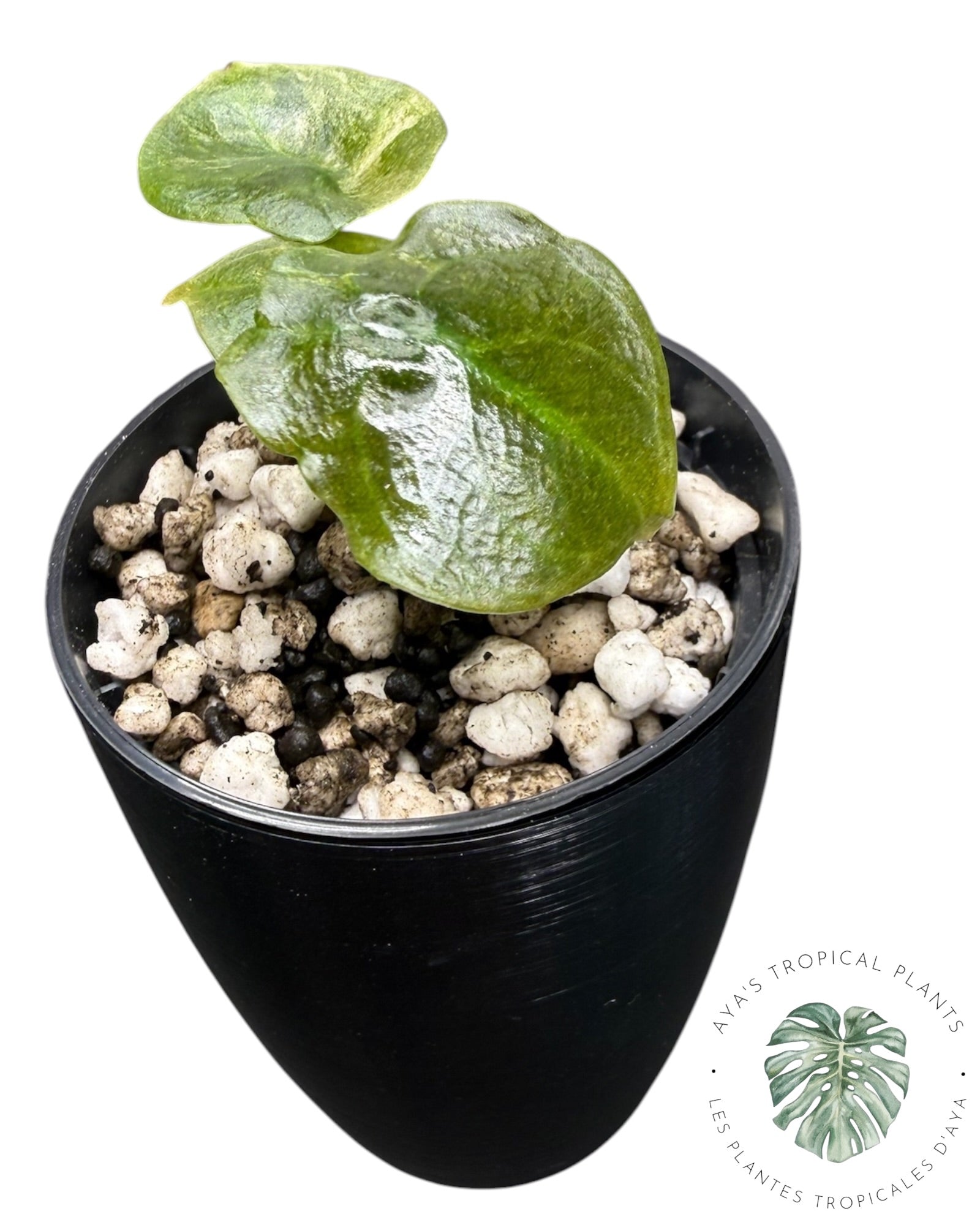 Alocasia Cuprea Panaché Rose