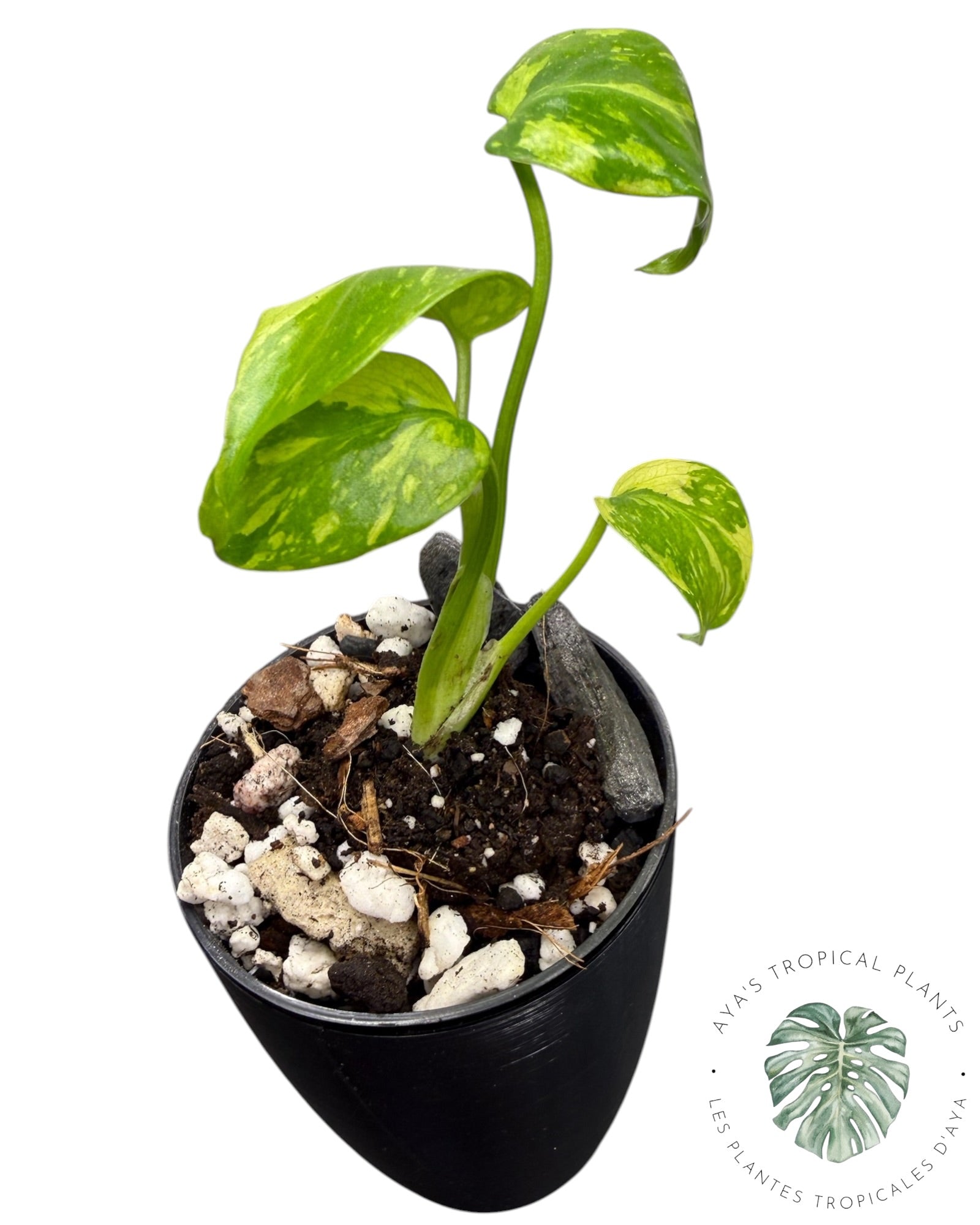 Monstera Deliciosa Electrolyte KING