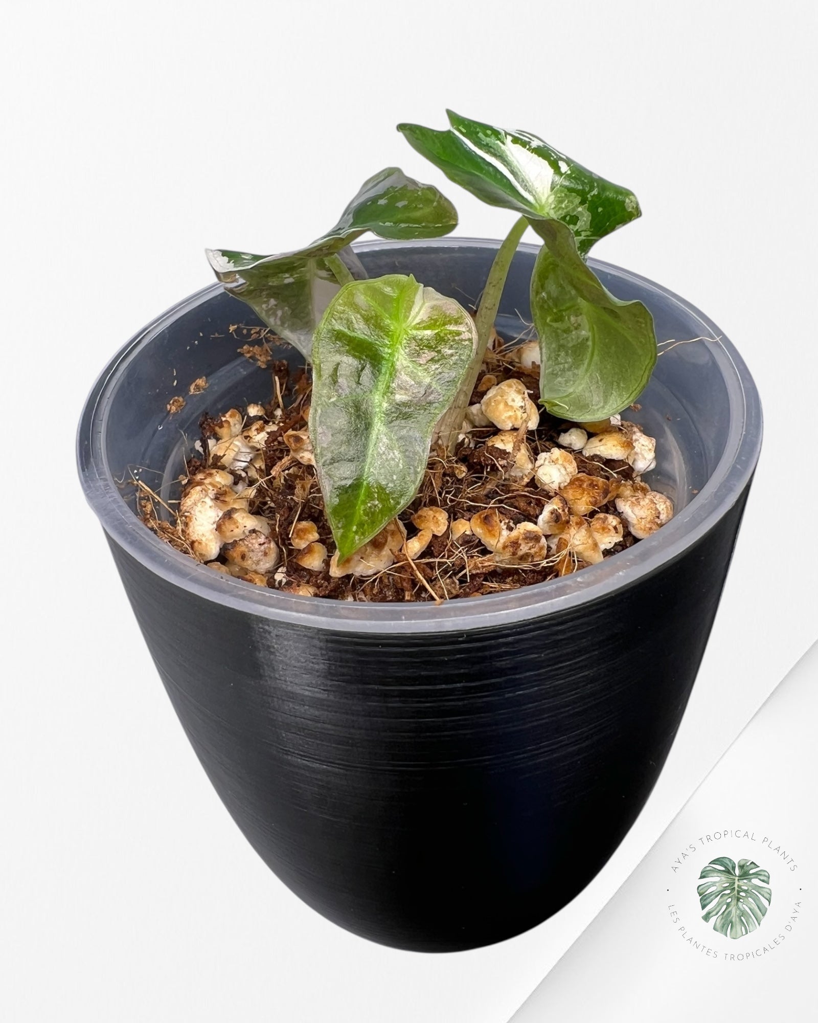 Alocasia Polly Pink Variegated