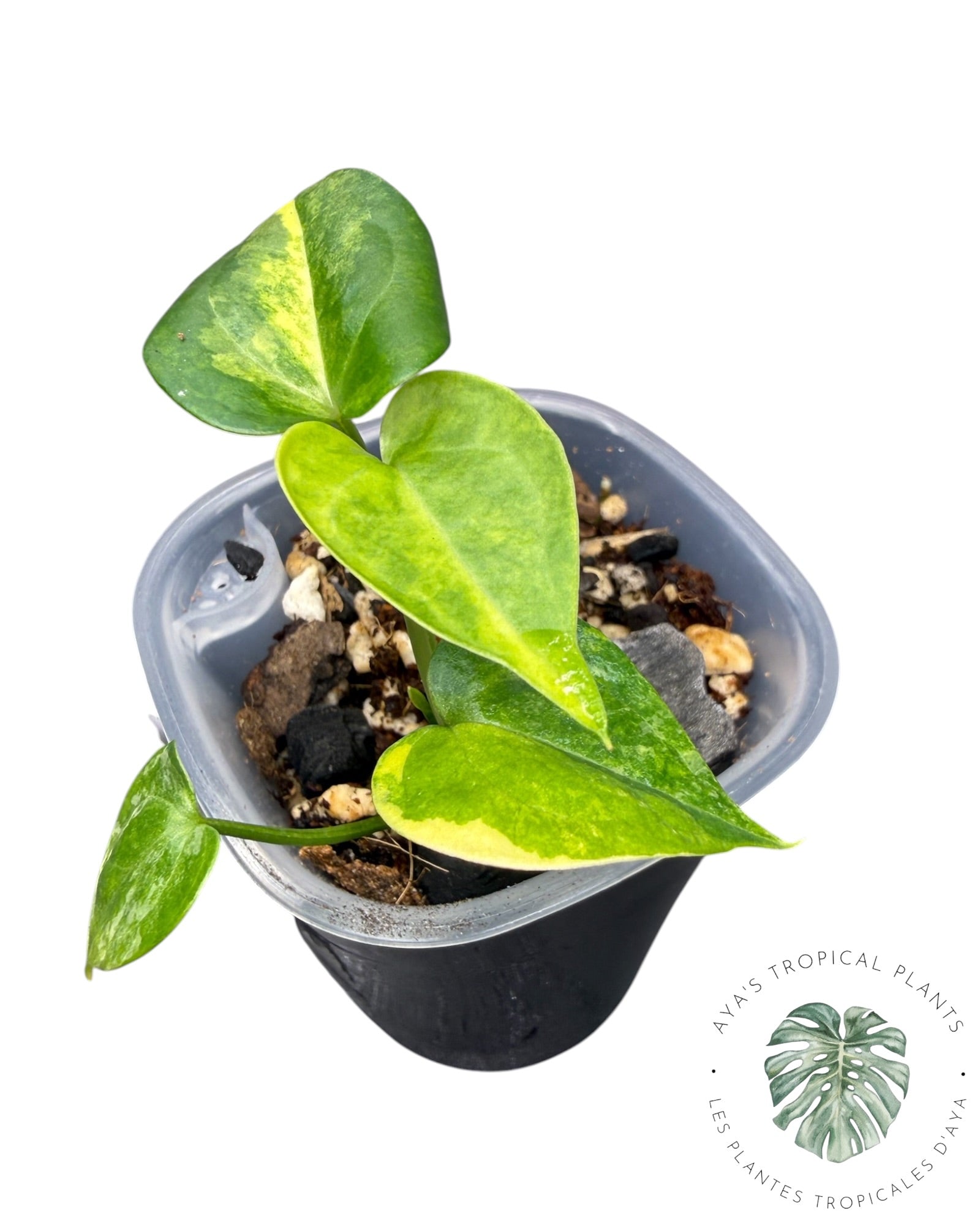 Anthurium Clarinervium Aurea Panaché