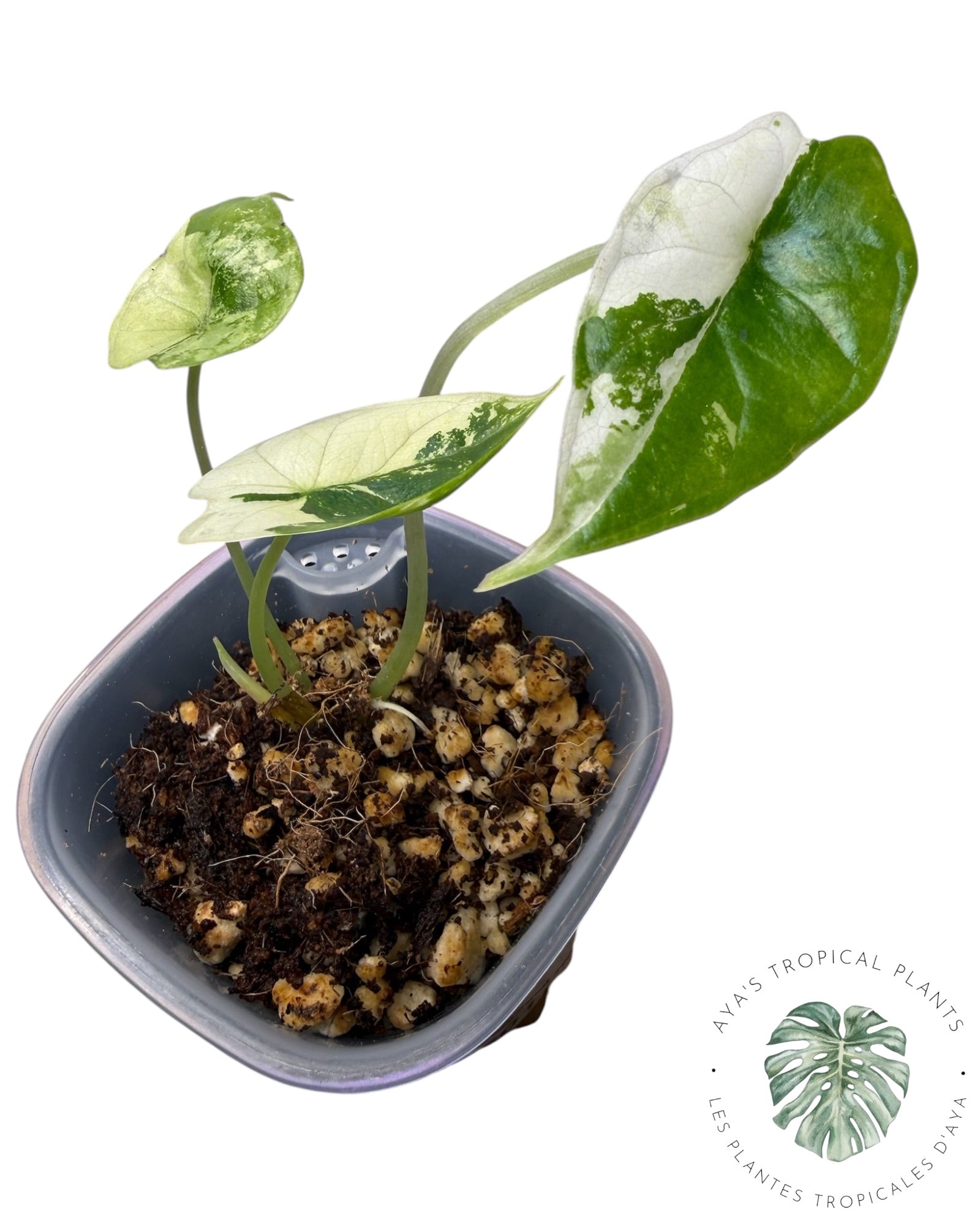 Alocasia Dragon Scale Albo