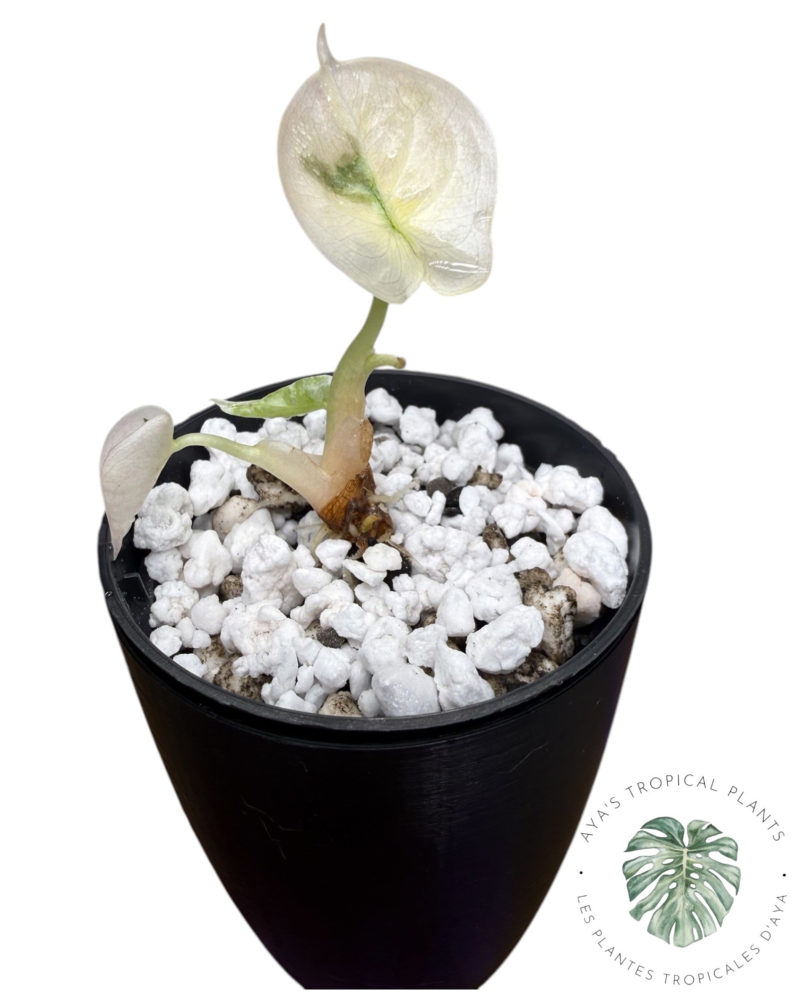 Alocasia Cuprea Pink Albo Variegated