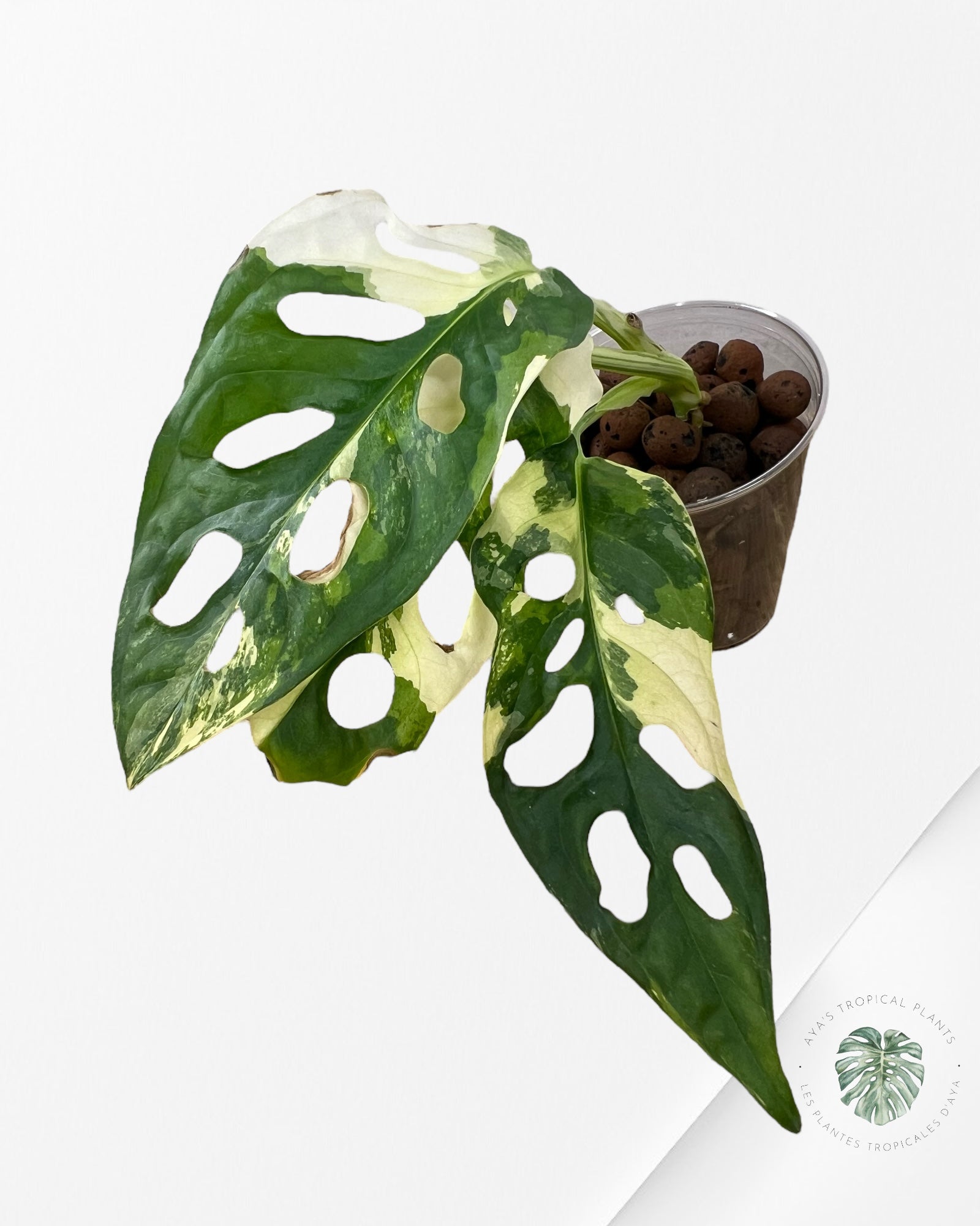 Monstera Acuminata Albo - A