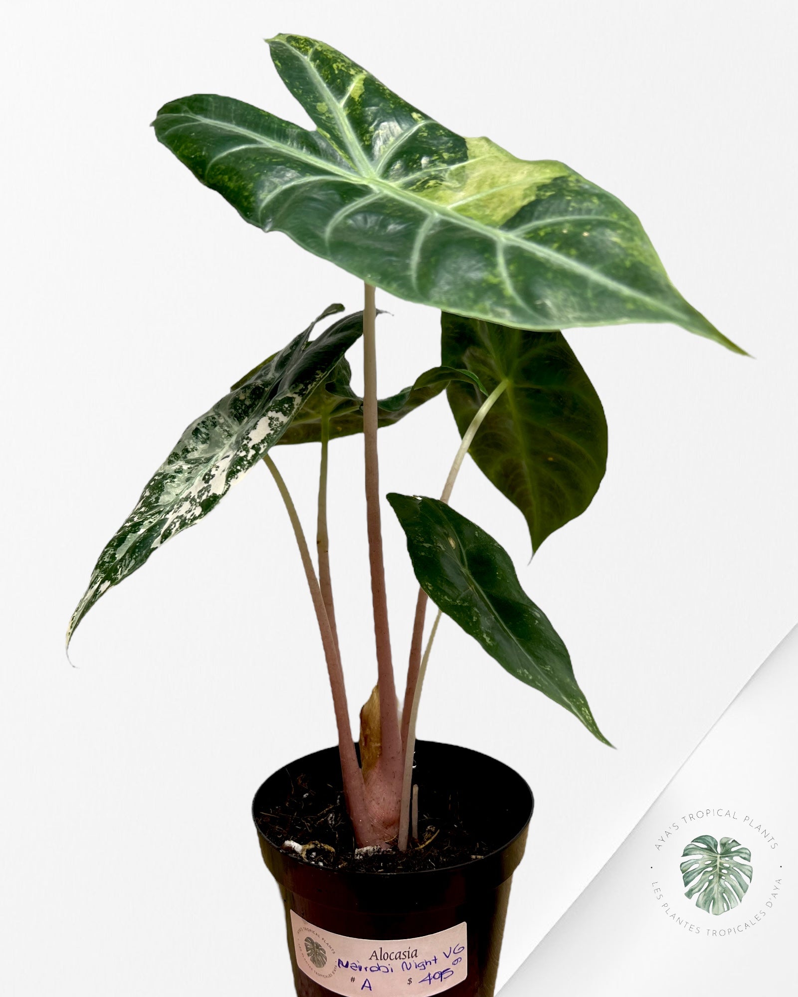 Alocasia 'Nairobi Night' variegated - A