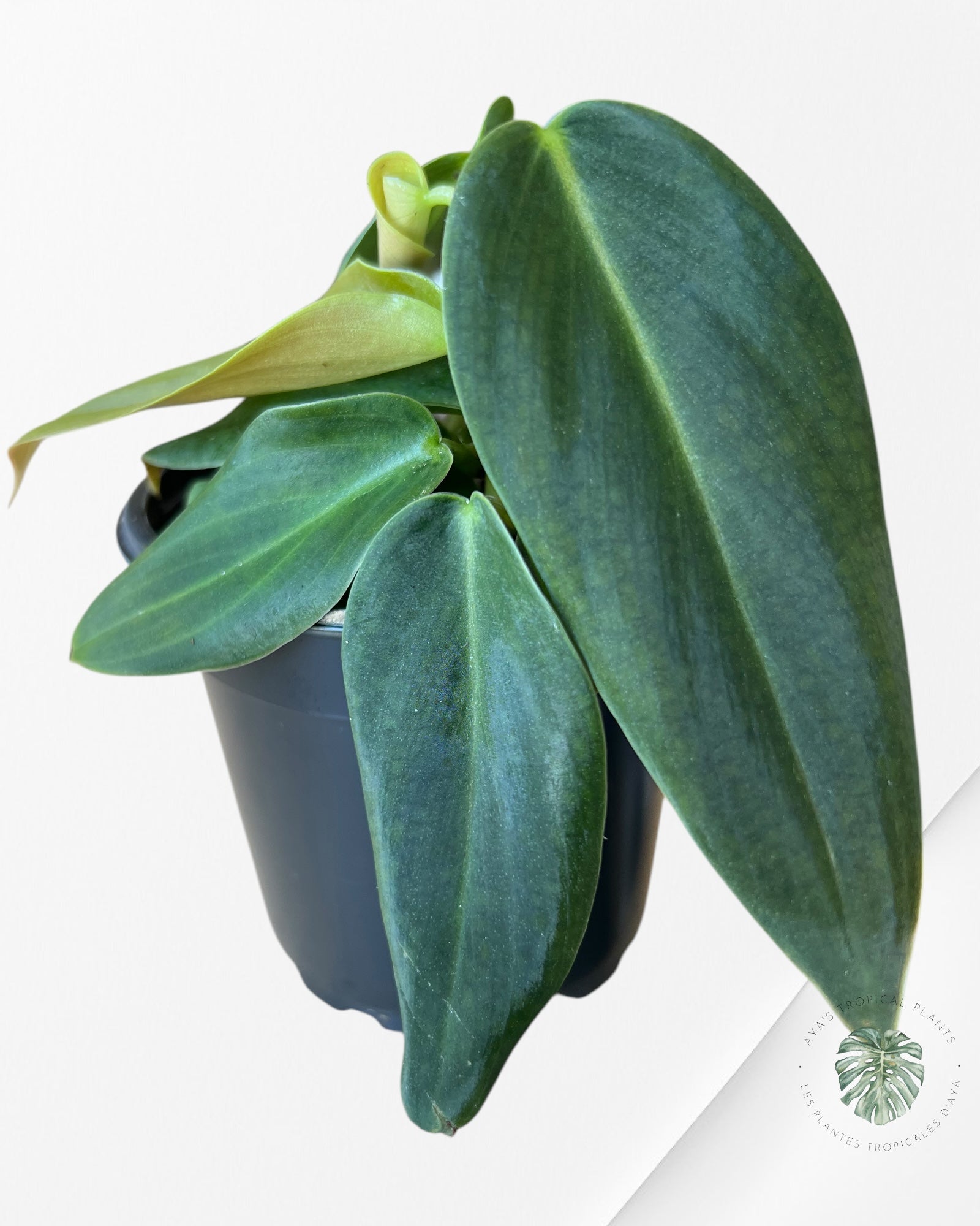 Philodendron Gigas -E