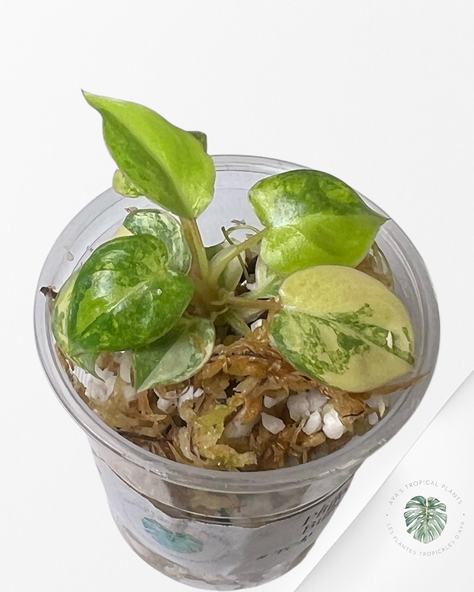 Philodendron Billietiae Variegated - TC4