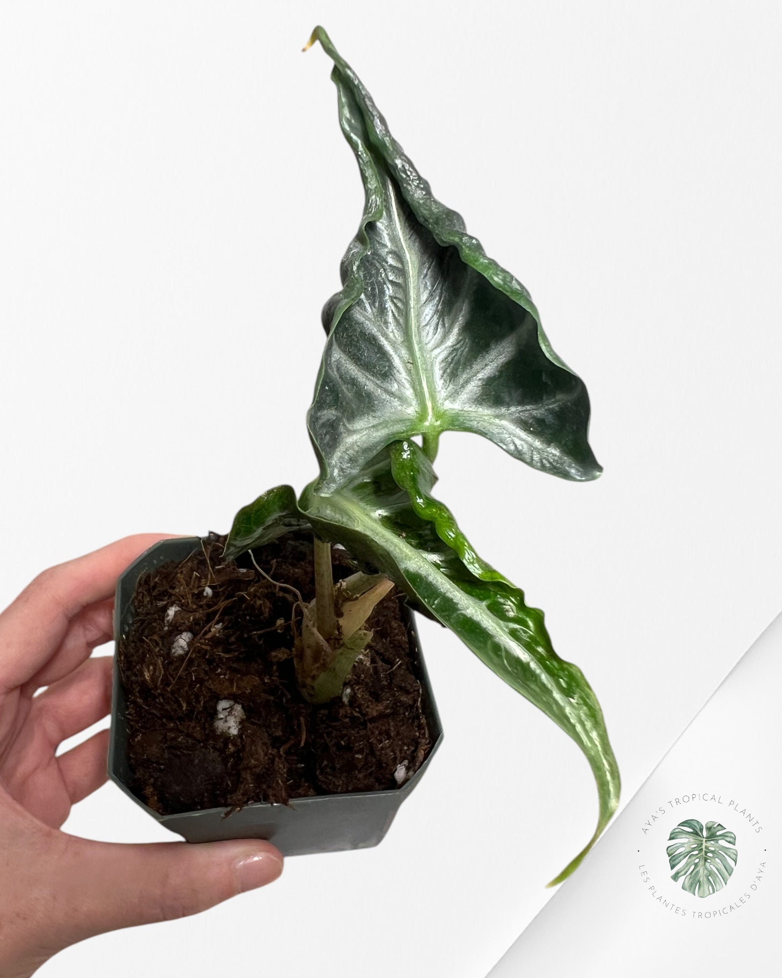 Alocasia Loco - G